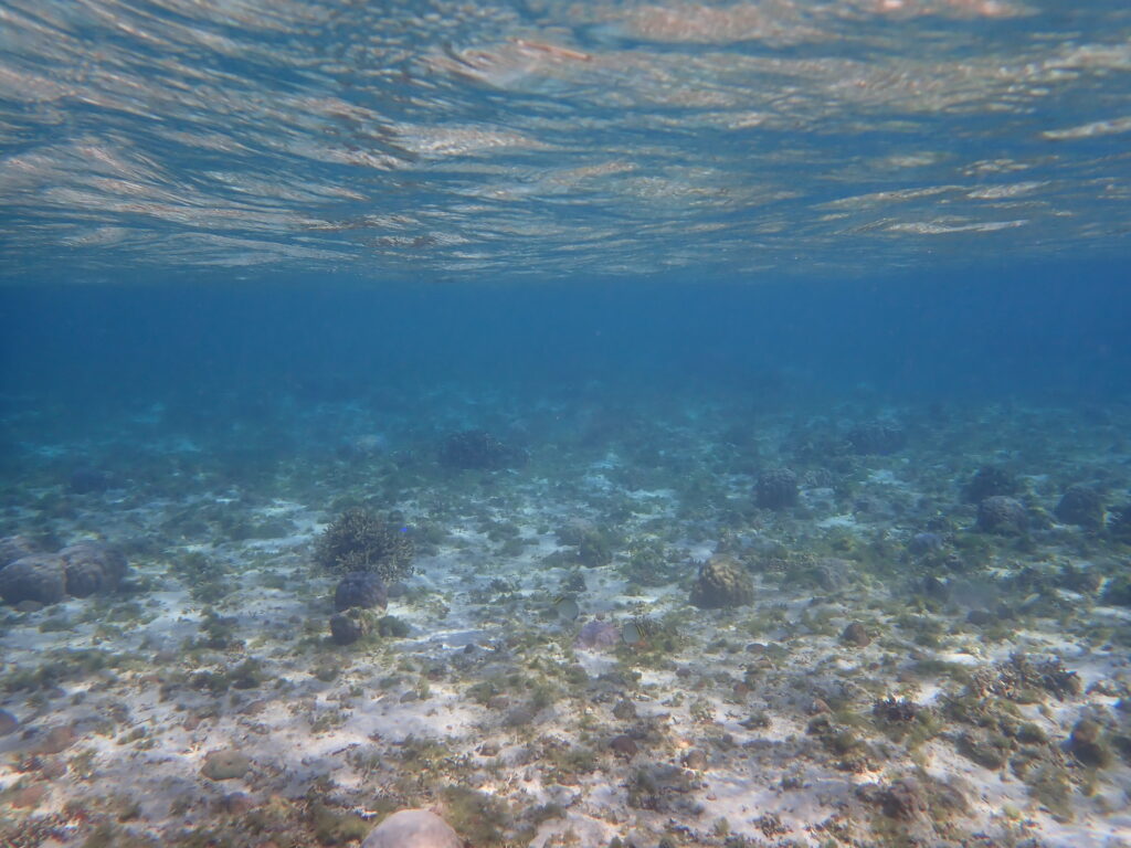 【自然体験ジョン万パーク 天然水族感】ウミガメ 学生 卒業旅行 自然体験シュノーケリング ウミガメ 家族 沖縄旅行