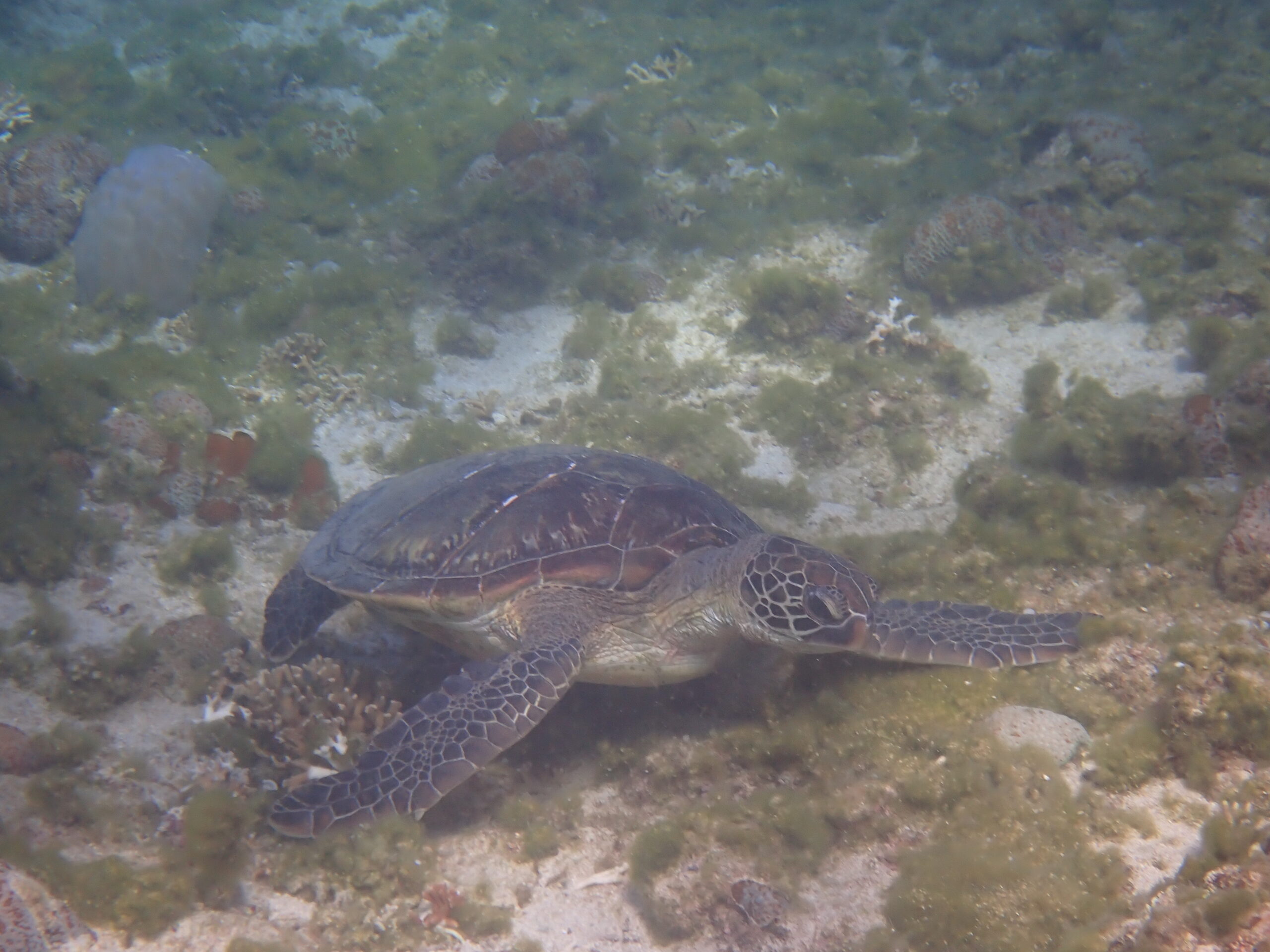 大度浜の海底近くを泳ぐウミガメの甲らと前足が見える実写