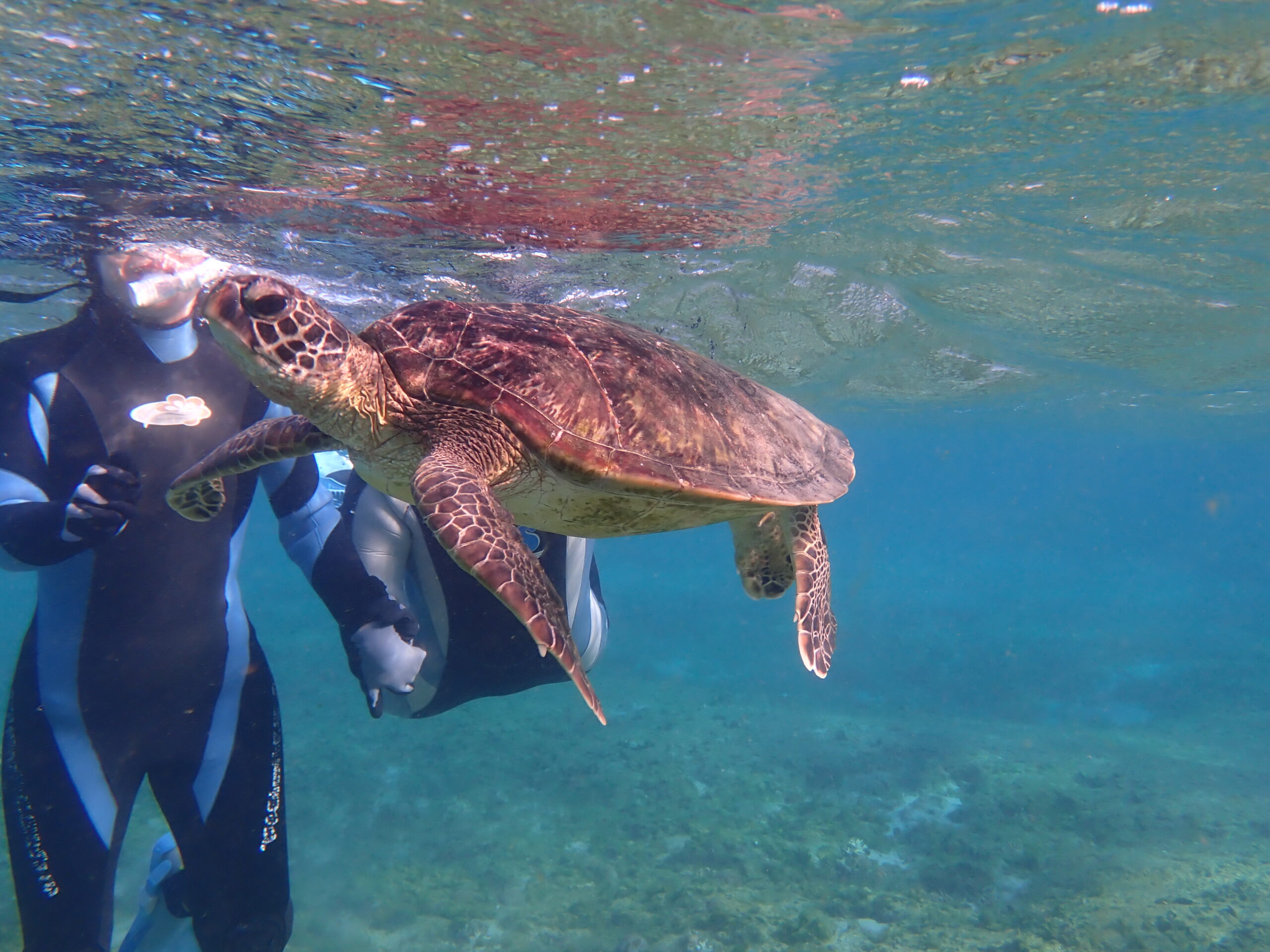 【自然体験ジョン万パーク 天然水族感】ウミガメ 学生 卒業旅行 自然体験シュノーケリング ウミガメ 家族 沖縄旅行