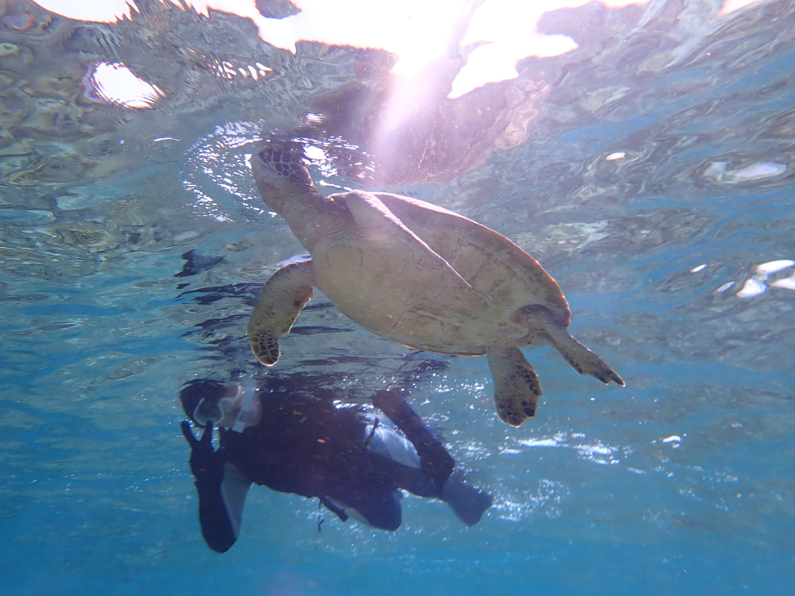 【自然体験ジョン万パーク 天然水族感】ウミガメ 自然体験シュノーケリング ウミガメ 沖縄旅行 卒業旅行 学生
