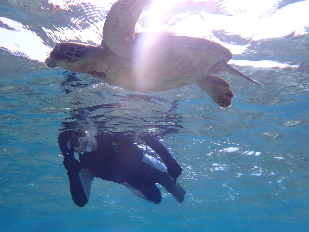 【自然体験ジョン万パーク 天然水族感】ウミガメ 自然体験シュノーケリング ウミガメ 沖縄旅行 卒業旅行 学生