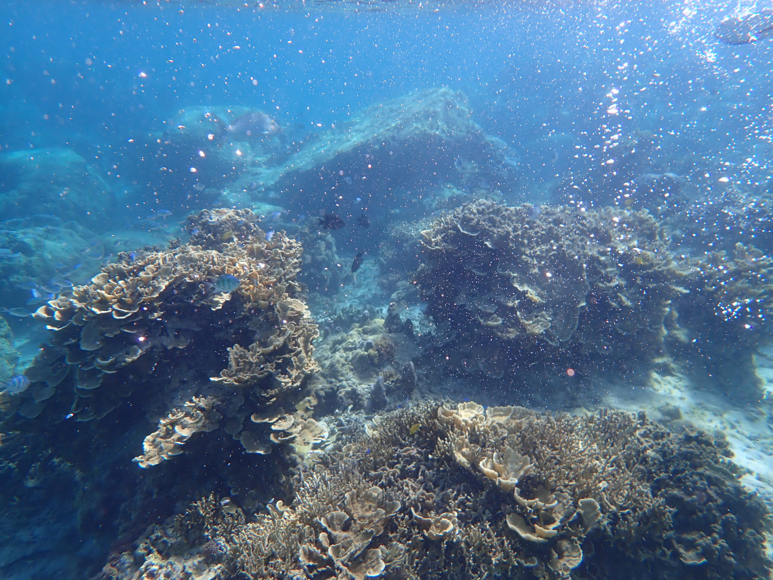【自然体験ジョン万パーク 天然水族感】ウミガメ 自然体験シュノーケリング 沖縄旅行 家族旅行 初心者