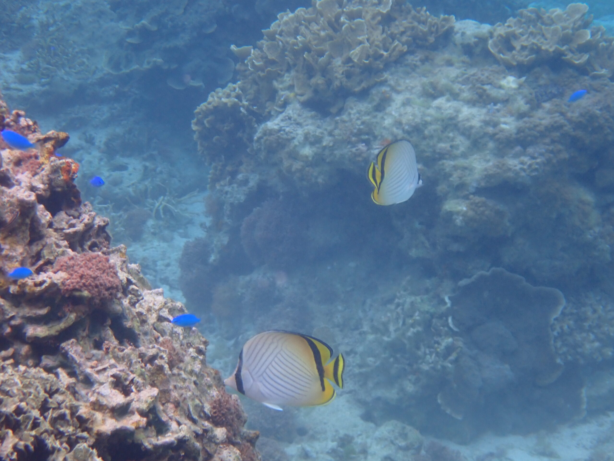 【自然体験ジョン万パーク 天然水族感】ウミガメ 自然体験シュノーケリング 沖縄旅行 家族旅行 初心者