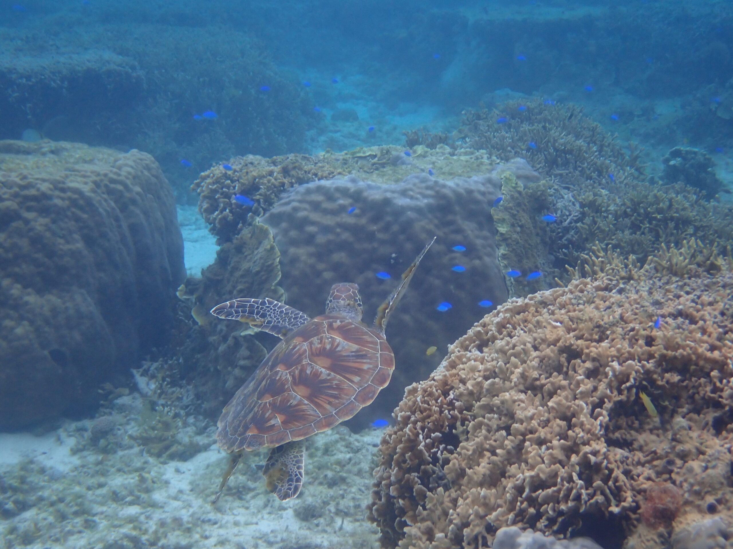 【自然体験ジョン万パーク 天然水族感】ウミガメ 自然体験シュノーケリング 沖縄旅行 家族旅行 初心者