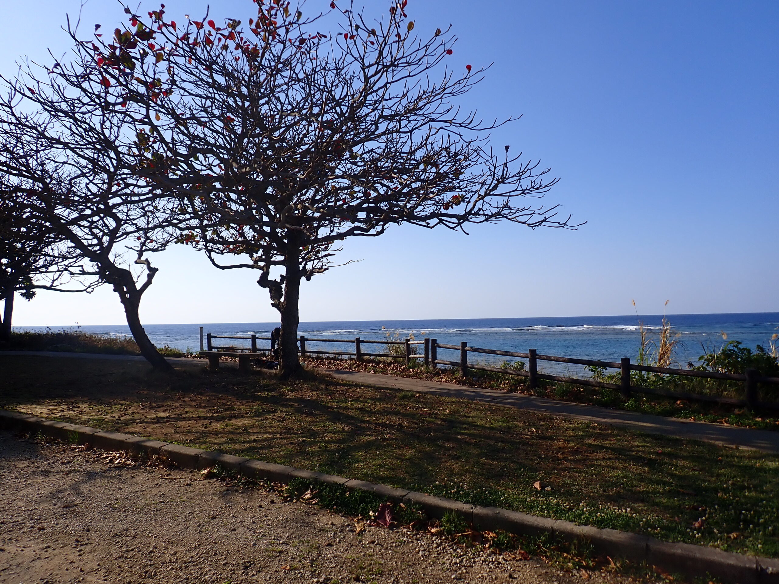 【自然体験ジョン万パーク 天然水族感】ウミガメ 自然体験シュノーケリング 沖縄旅行 家族旅行 初心者 ジョン万ビーチ