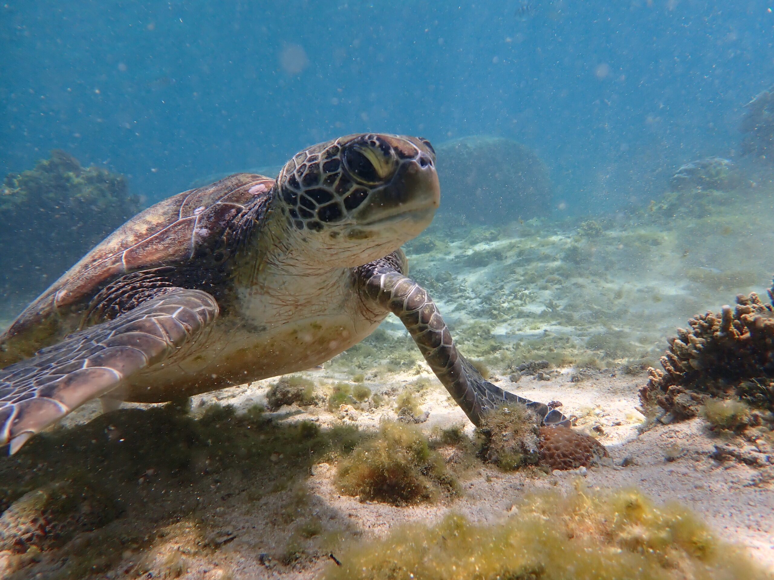 【自然体験ジョン万パーク 天然水族感】ウミガメ 自然体験シュノーケリング 沖縄旅行 家族旅行 初心者