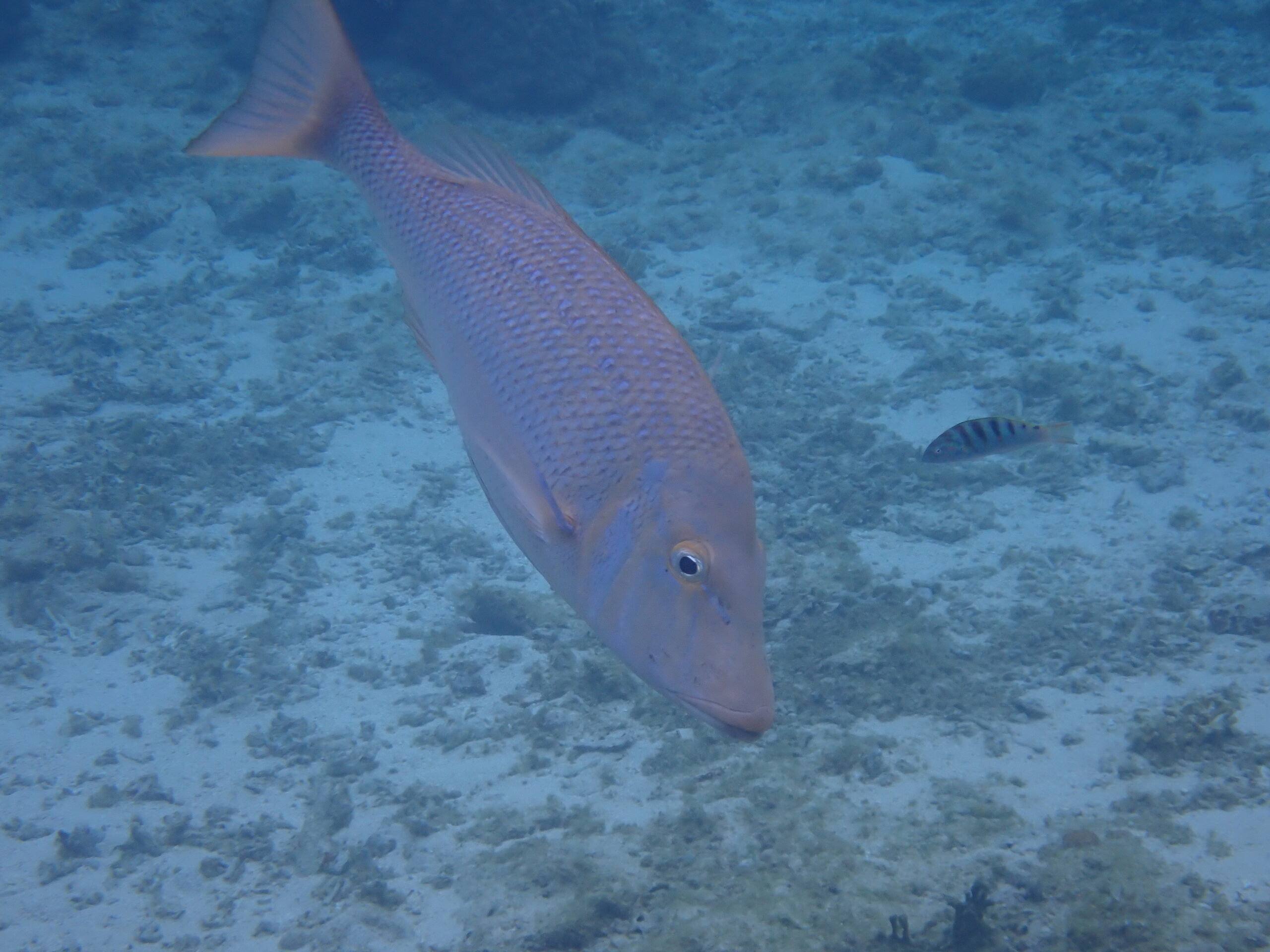 【自然体験ジョン万パーク 天然水族感】ウミガメ 自然体験シュノーケリング 沖縄旅行 家族旅行 初心者