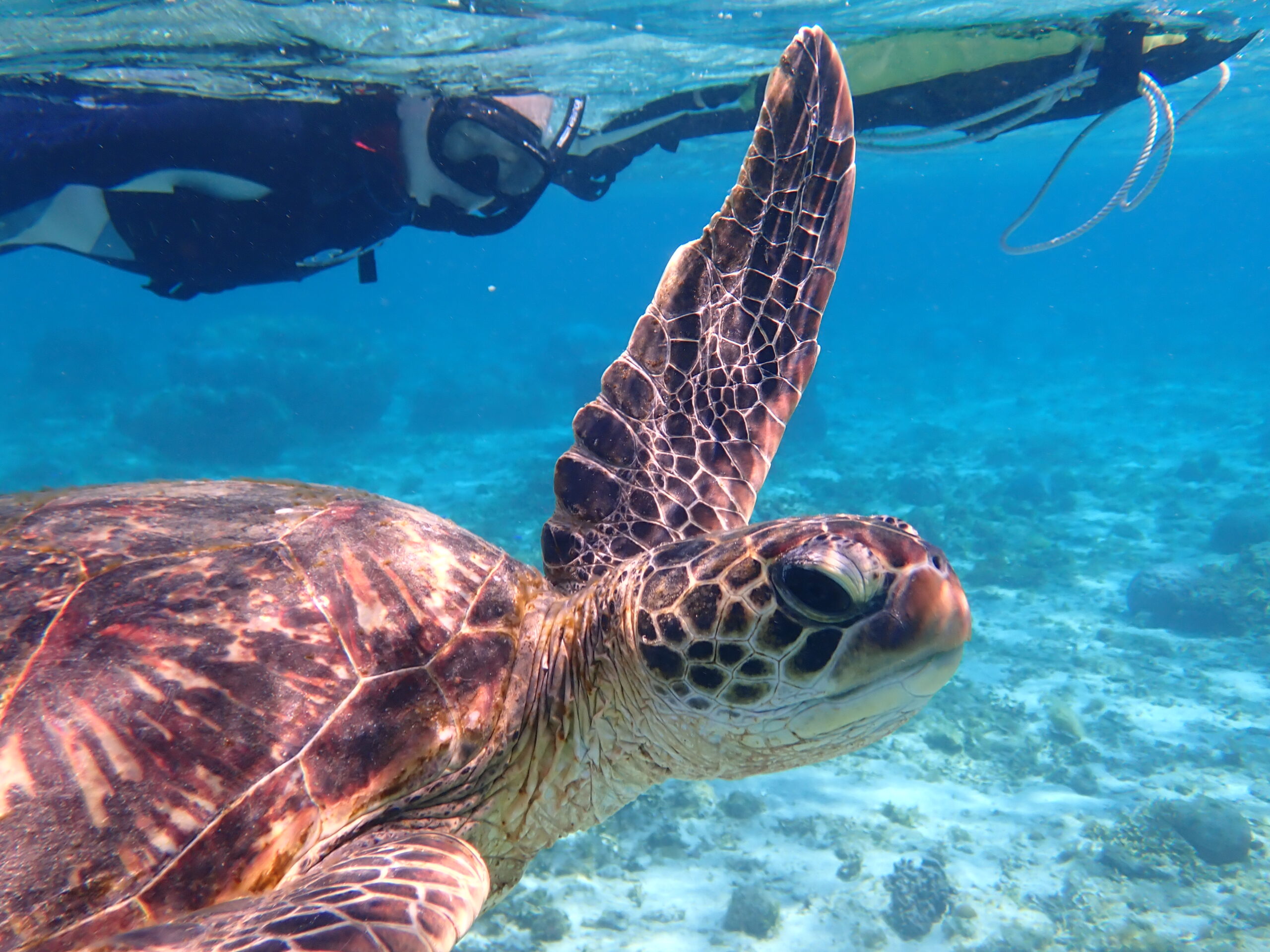【自然体験ジョン万パーク 天然水族感】ウミガメ 自然体験シュノーケリング 沖縄旅行 家族旅行 初心者
