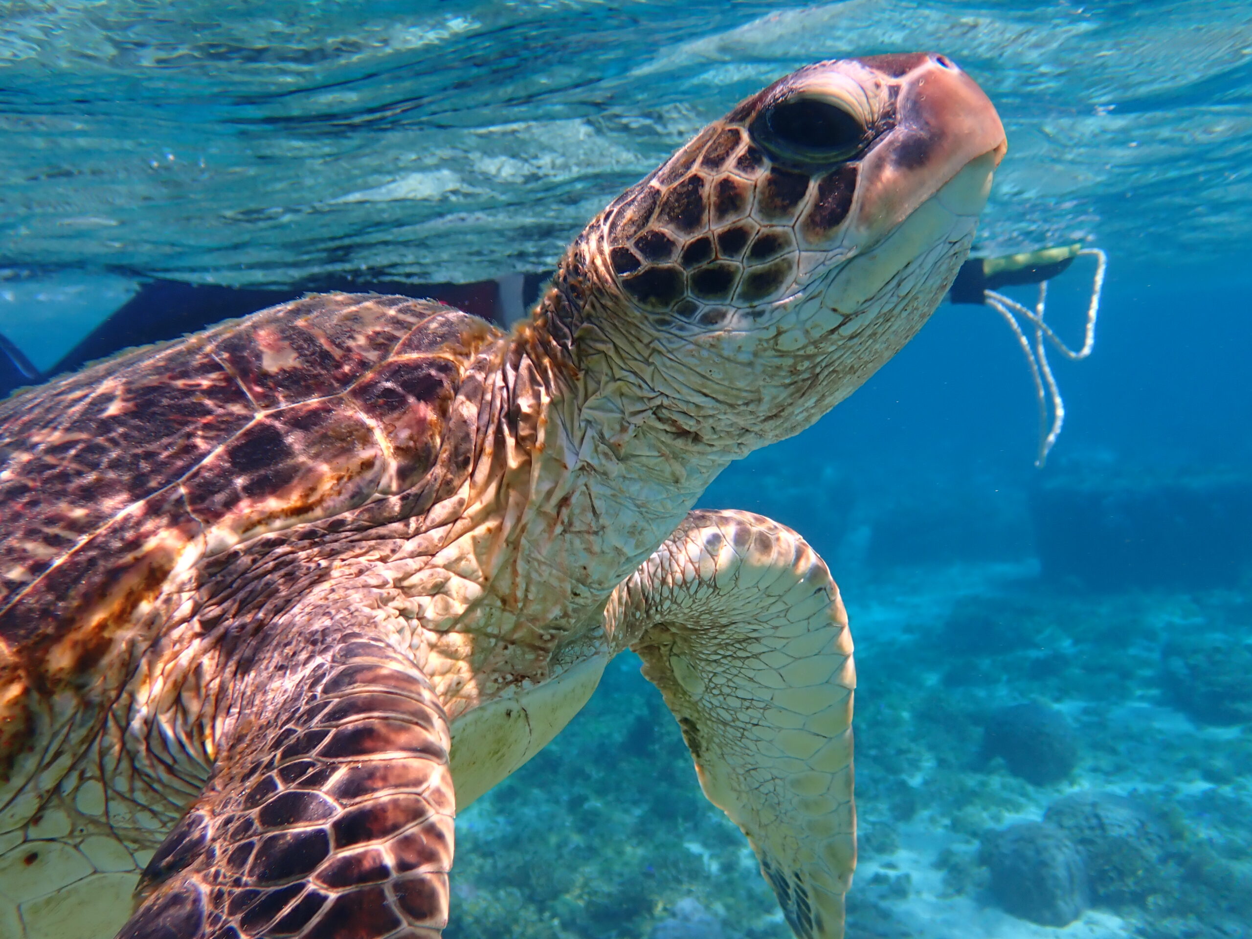 【自然体験ジョン万パーク 天然水族感】ウミガメ 自然体験シュノーケリング 沖縄旅行 家族旅行 初心者