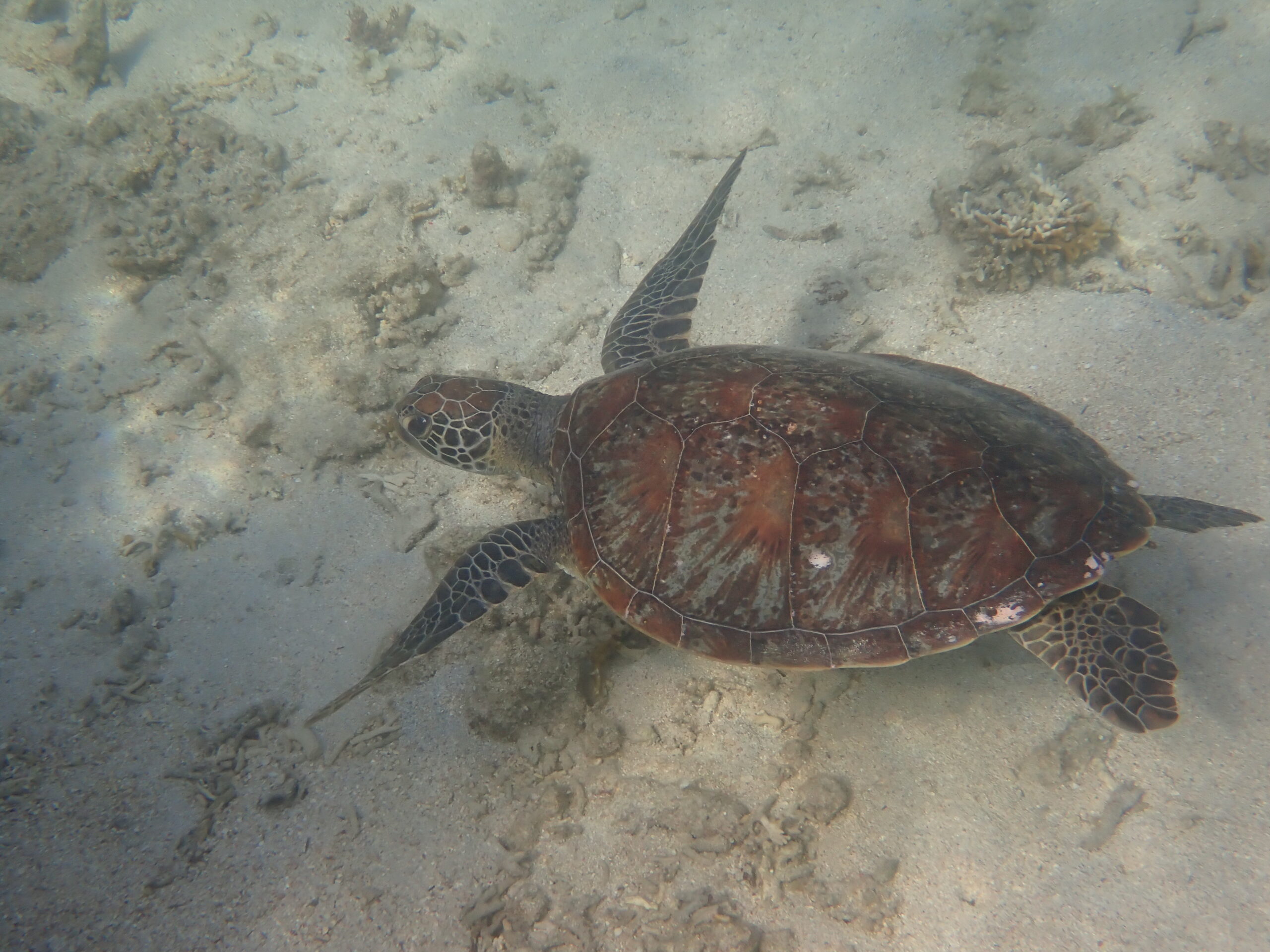 【自然体験ジョン万パーク 天然水族感】ウミガメ 自然体験シュノーケリング 沖縄旅行 家族旅行 初心者