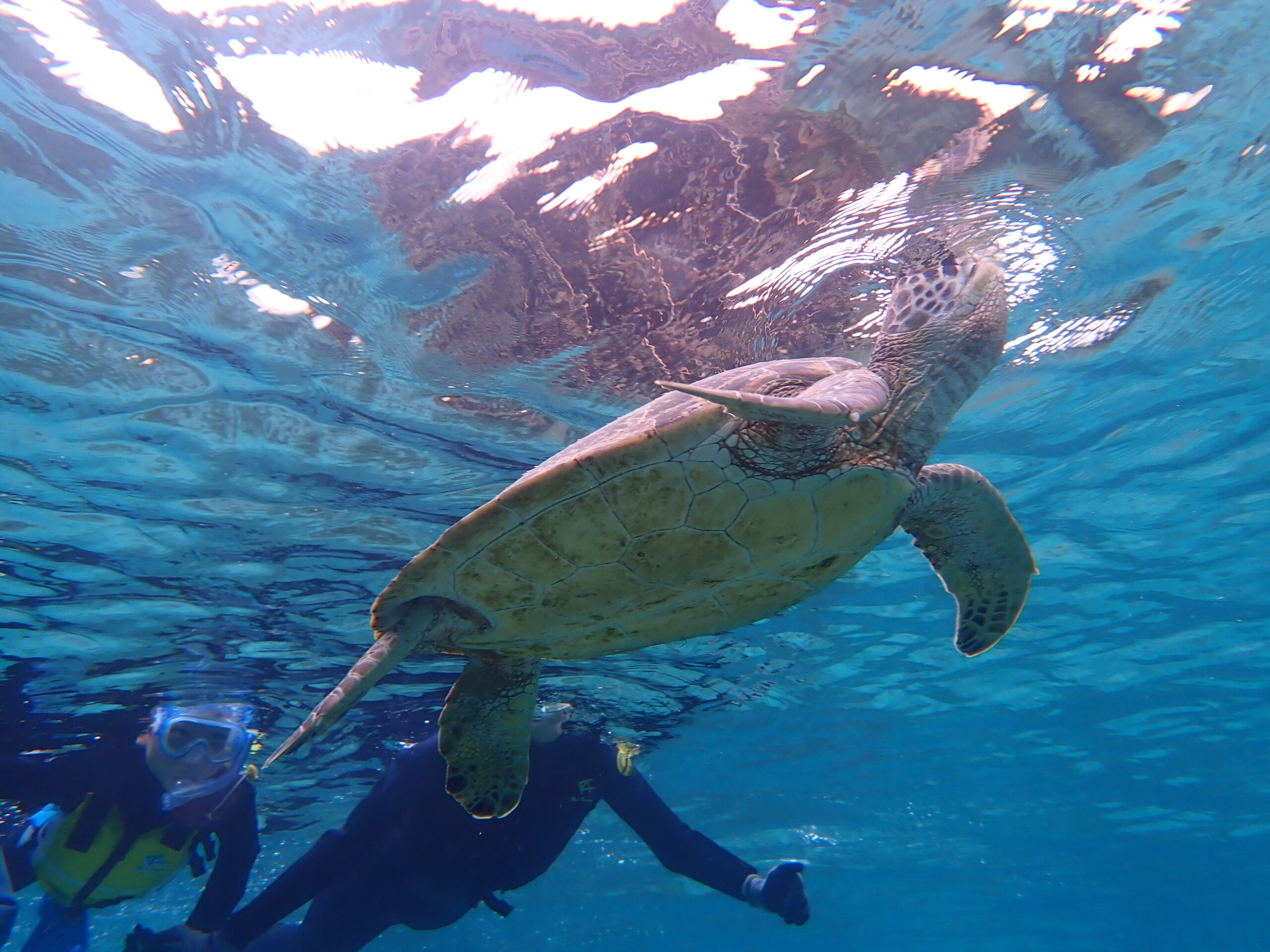 【自然体験ジョン万パーク 天然水族感】ウミガメ 自然体験シュノーケリング 沖縄旅行 家族旅行 初心者