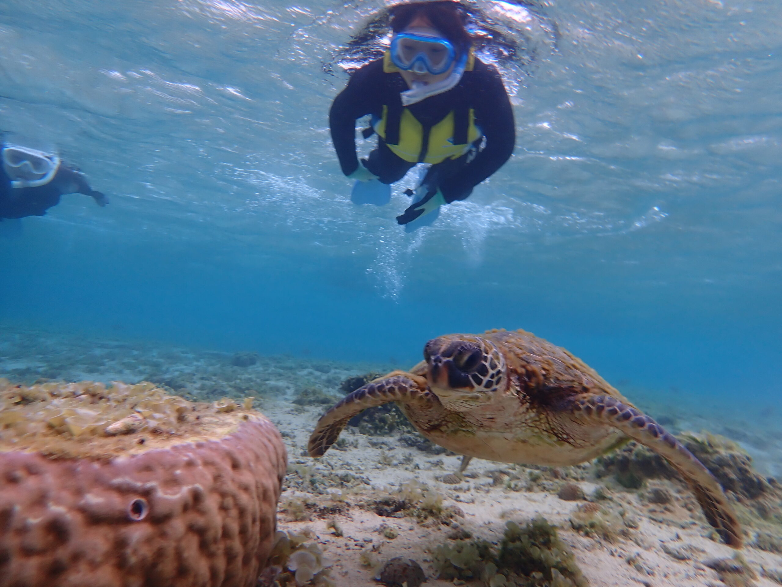 【自然体験ジョン万パーク 天然水族感】ウミガメ 自然体験シュノーケリング 沖縄旅行 家族旅行 初心者