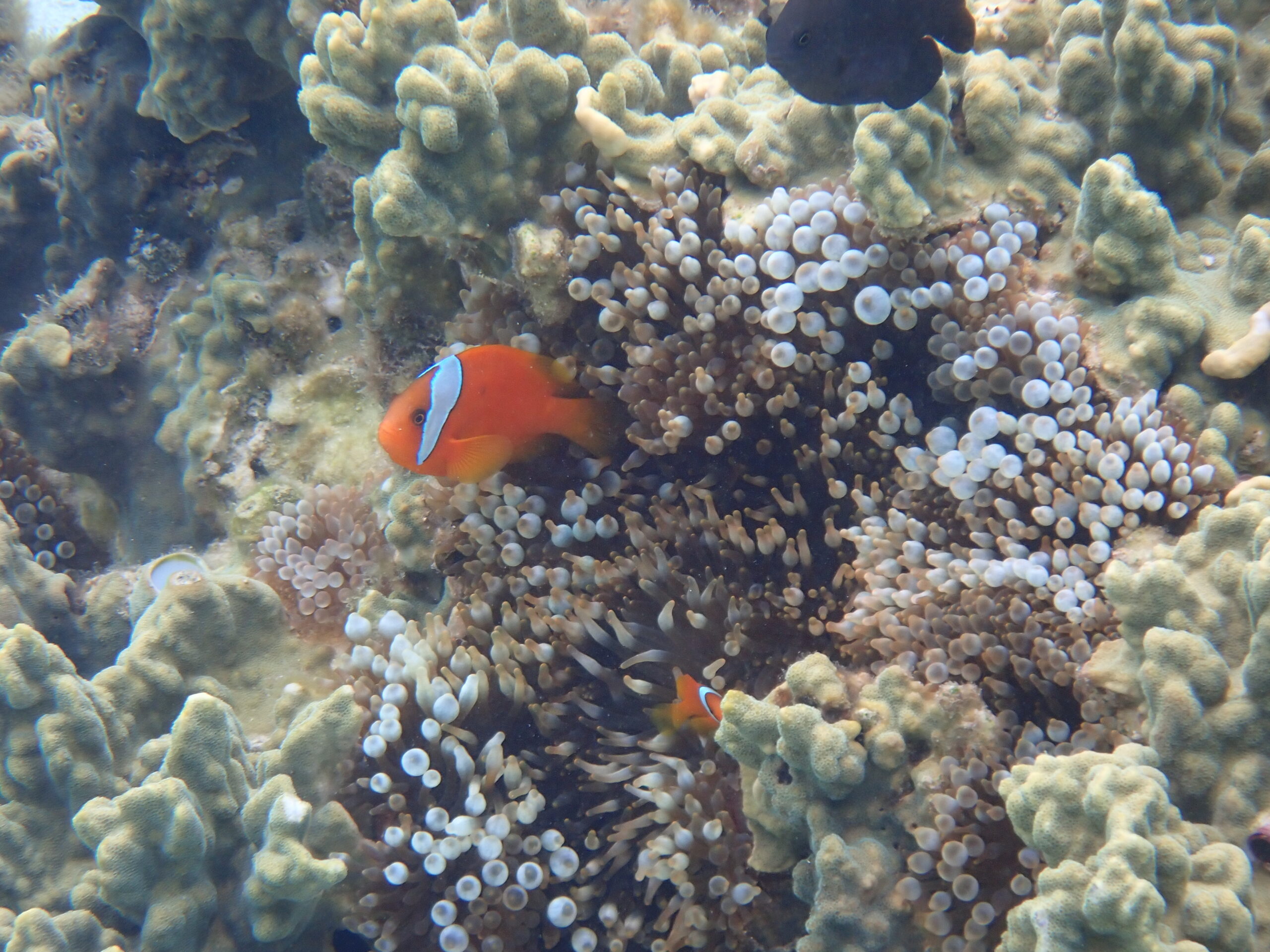 【自然体験ジョン万パーク 天然水族感】ウミガメ 自然体験シュノーケリング 沖縄旅行 家族旅行 初心者