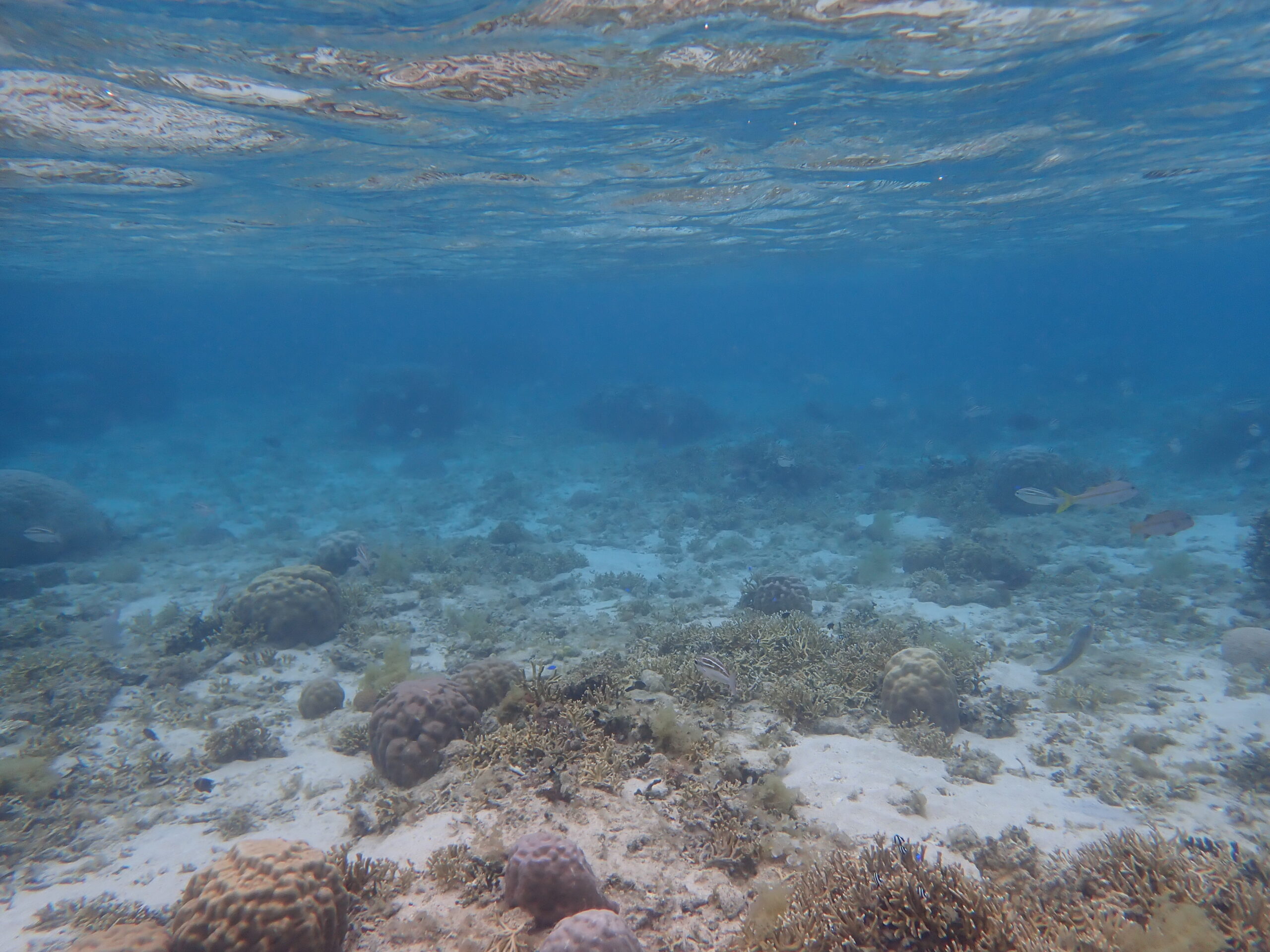 【自然体験ジョン万パーク 天然水族感】ウミガメ 自然体験シュノーケリング 沖縄旅行 家族旅行 初心者