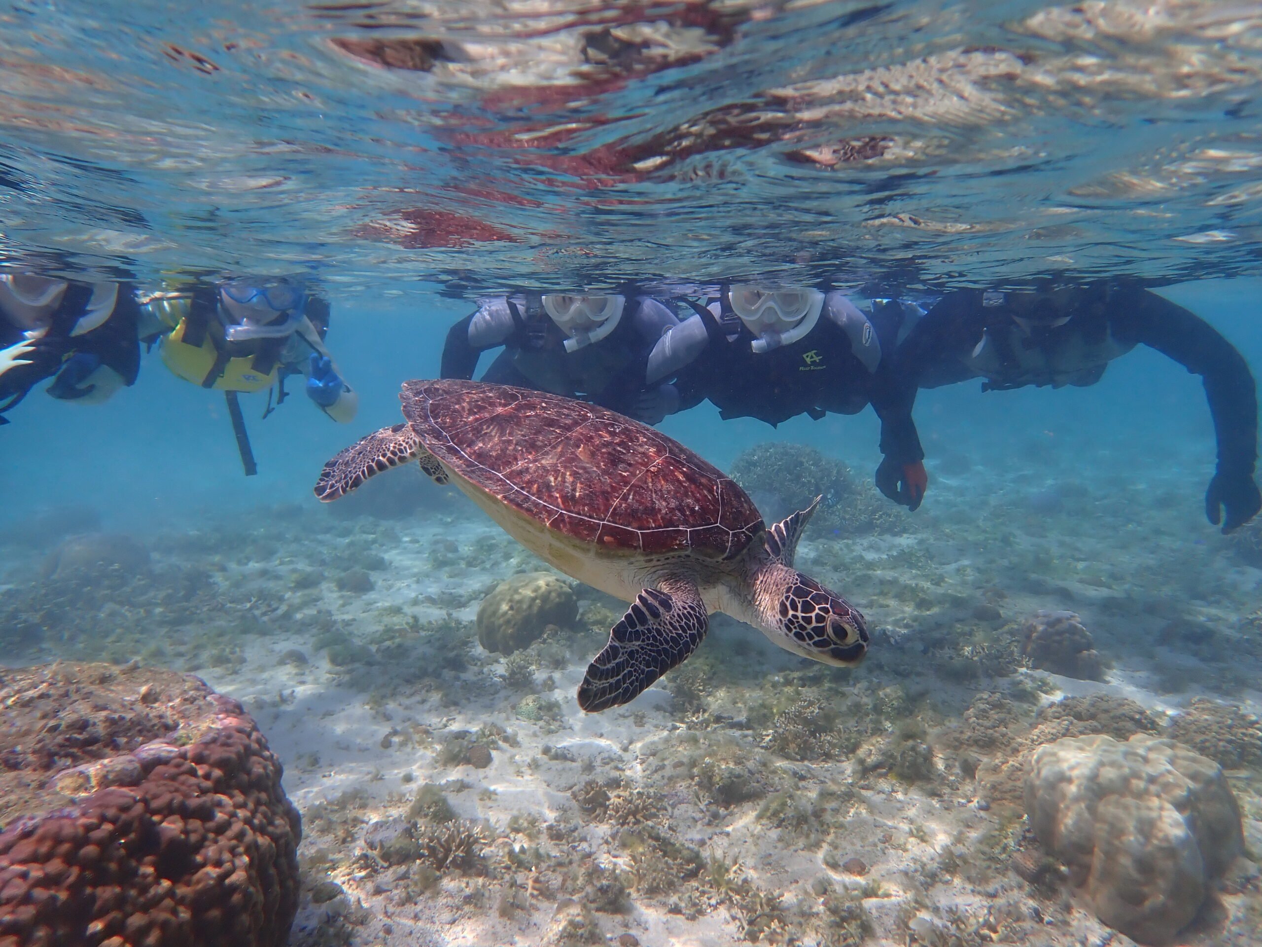 【自然体験ジョン万パーク 天然水族感】ウミガメ 自然体験シュノーケリング 沖縄旅行 家族旅行 初心者