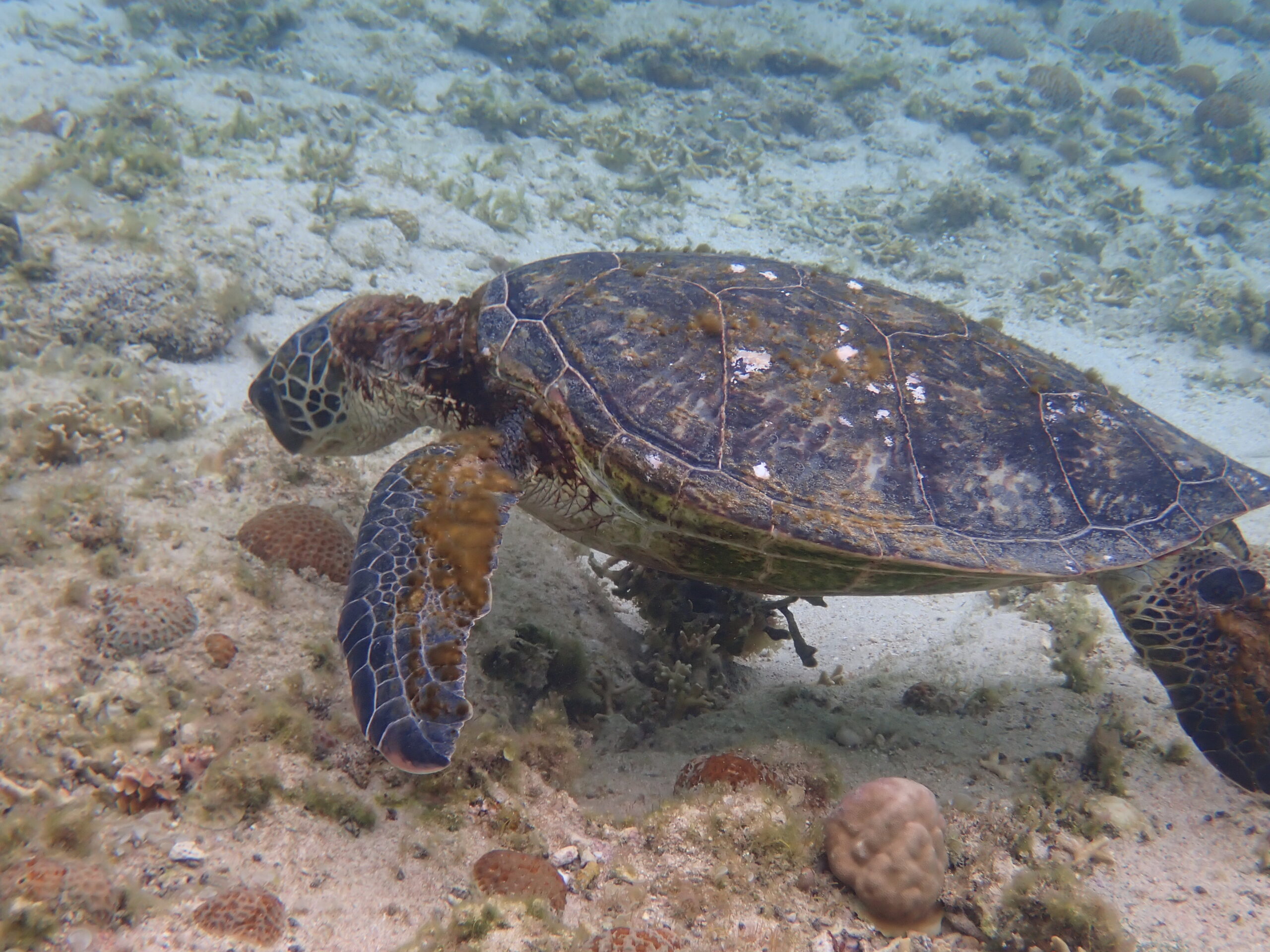 【自然体験ジョン万パーク 天然水族感】ウミガメ 自然体験シュノーケリング 沖縄旅行 家族旅行 初心者