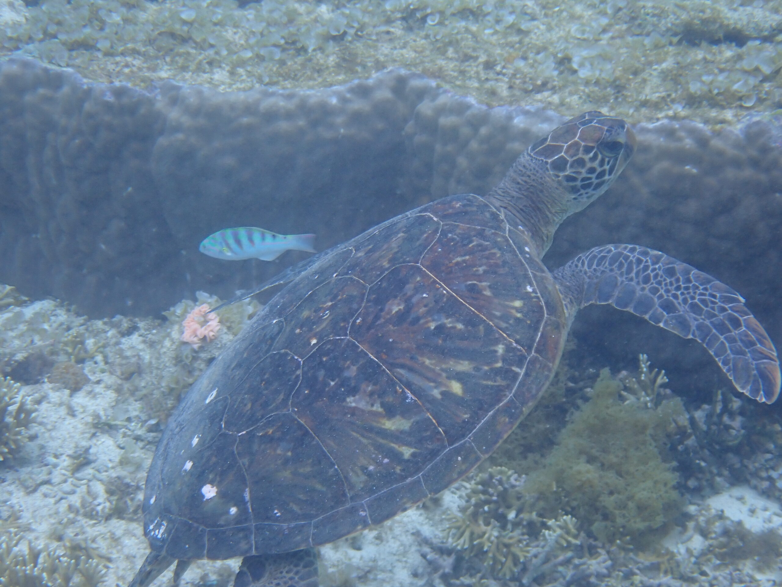 【自然体験ジョン万パーク 天然水族感】ウミガメ 自然体験シュノーケリング 沖縄旅行 家族旅行 初心者