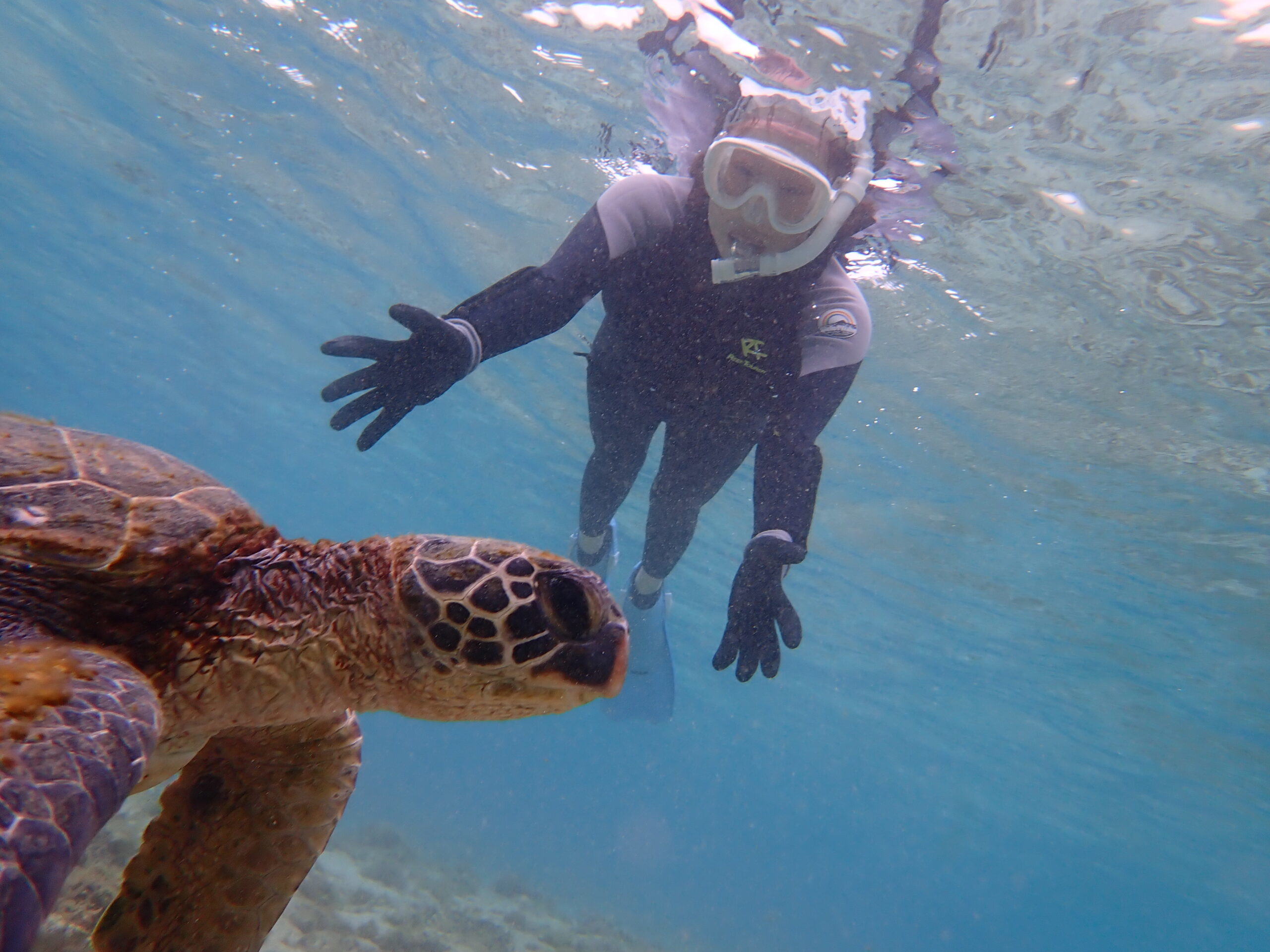 【自然体験ジョン万パーク 天然水族感】ウミガメ 自然体験シュノーケリング 沖縄旅行 家族旅行 初心者