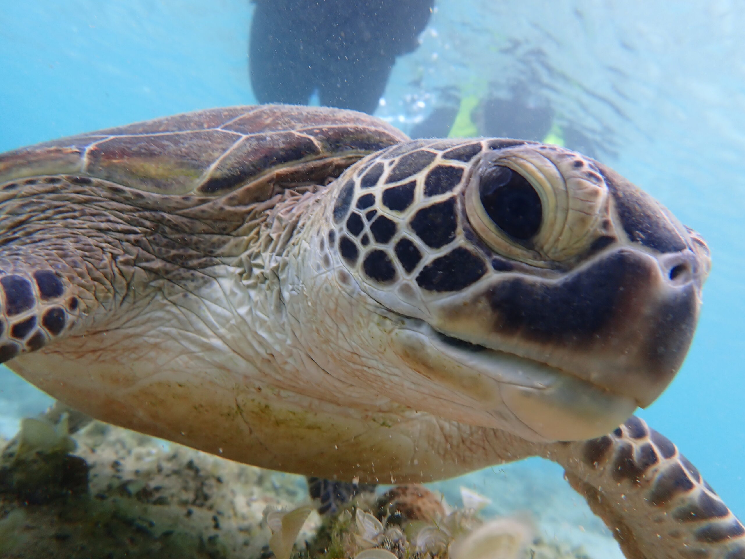 【自然体験ジョン万パーク 天然水族感】ウミガメ 自然体験シュノーケリング 沖縄旅行 家族旅行 初心者