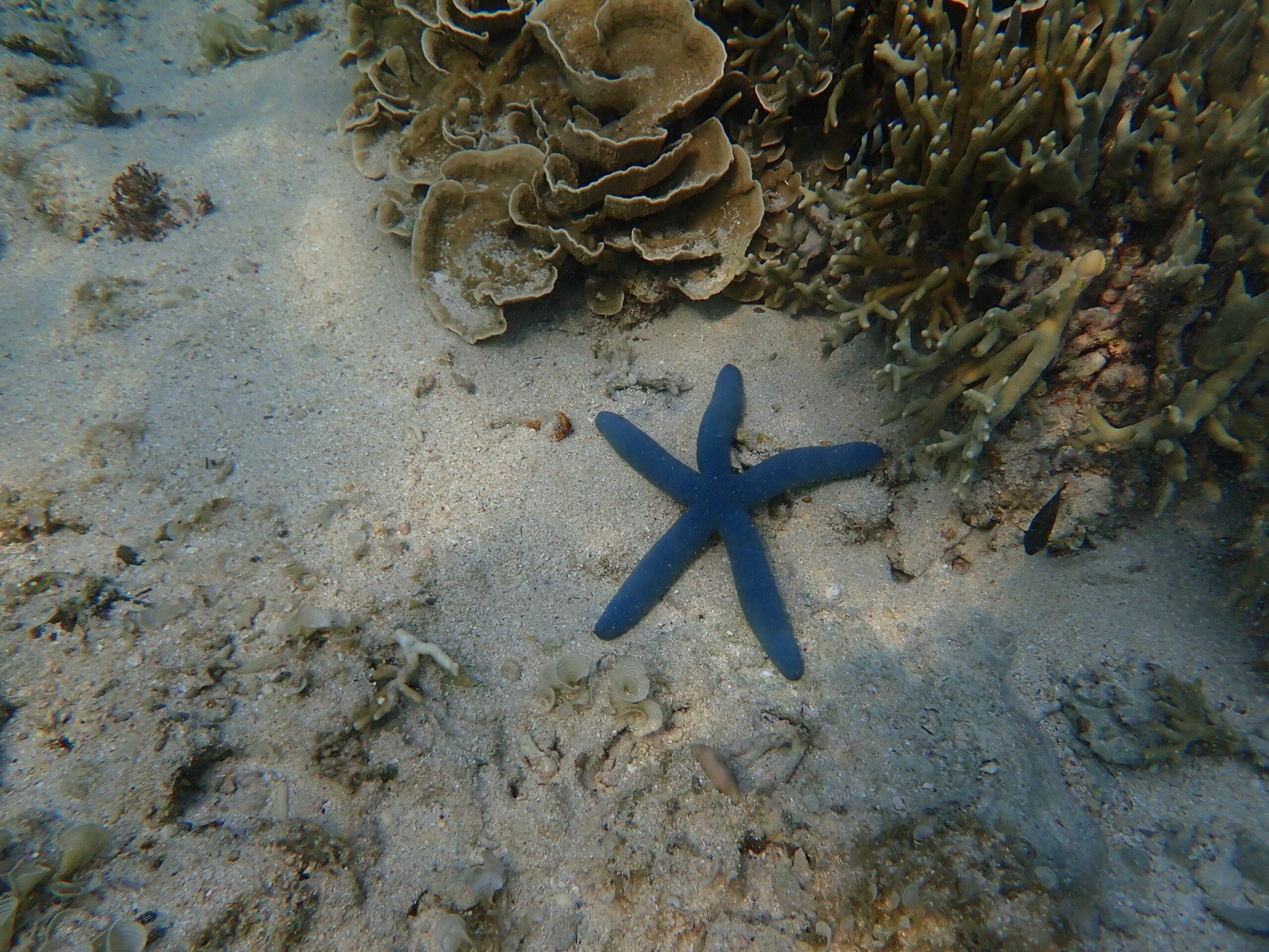 【自然体験ジョン万パーク 天然水族感】ウミガメ 自然体験シュノーケリング 沖縄旅行 家族旅行 初心者