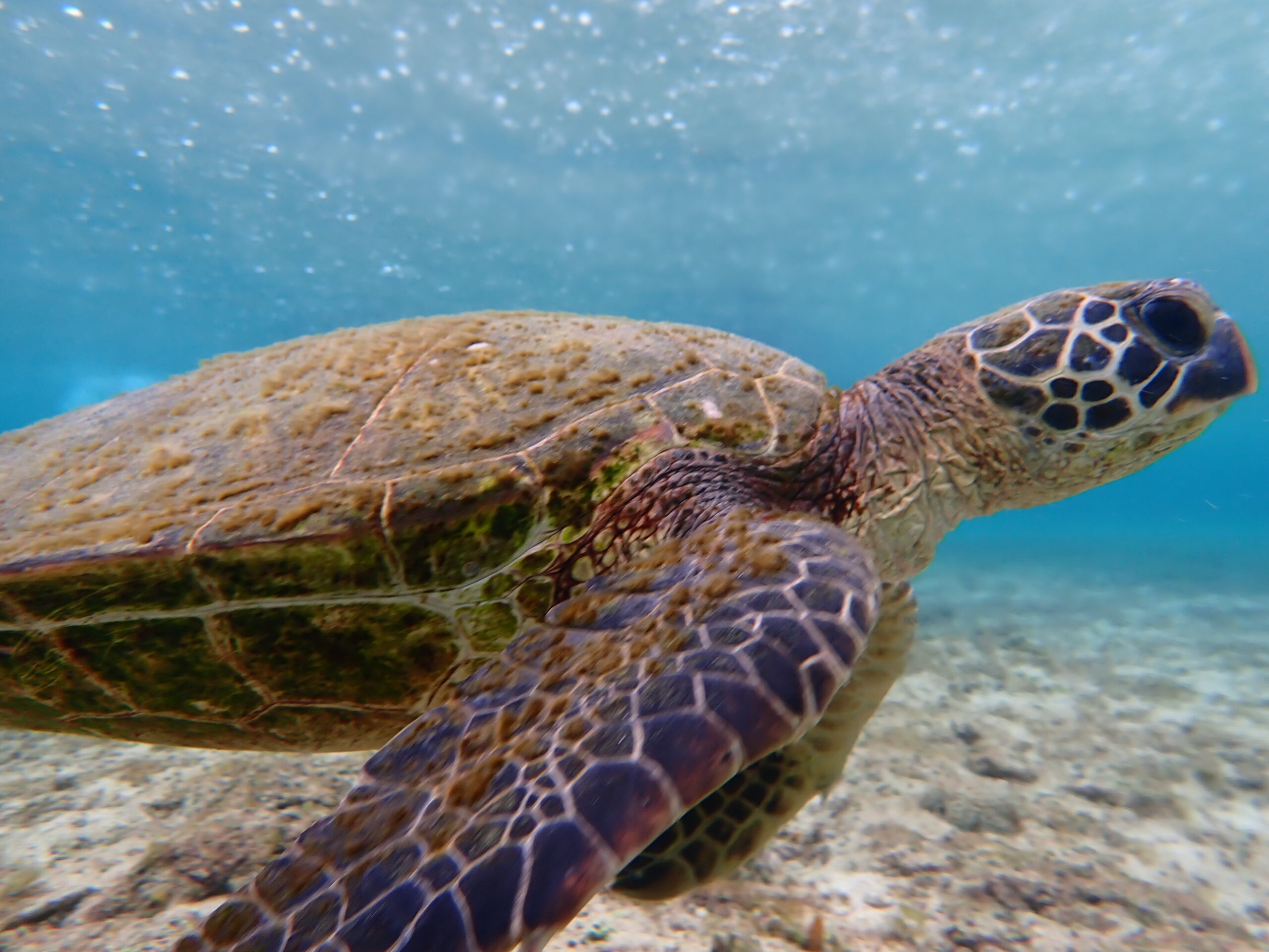 【自然体験ジョン万パーク 天然水族感】ウミガメ 自然体験シュノーケリング 沖縄旅行 家族旅行 初心者