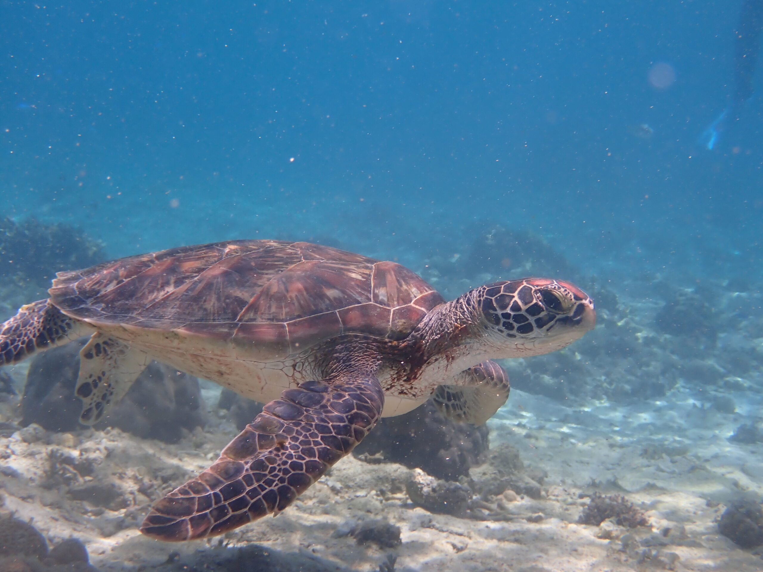 【自然体験ジョン万パーク 天然水族感】ウミガメ 自然体験シュノーケリング 沖縄旅行 家族旅行 初心者