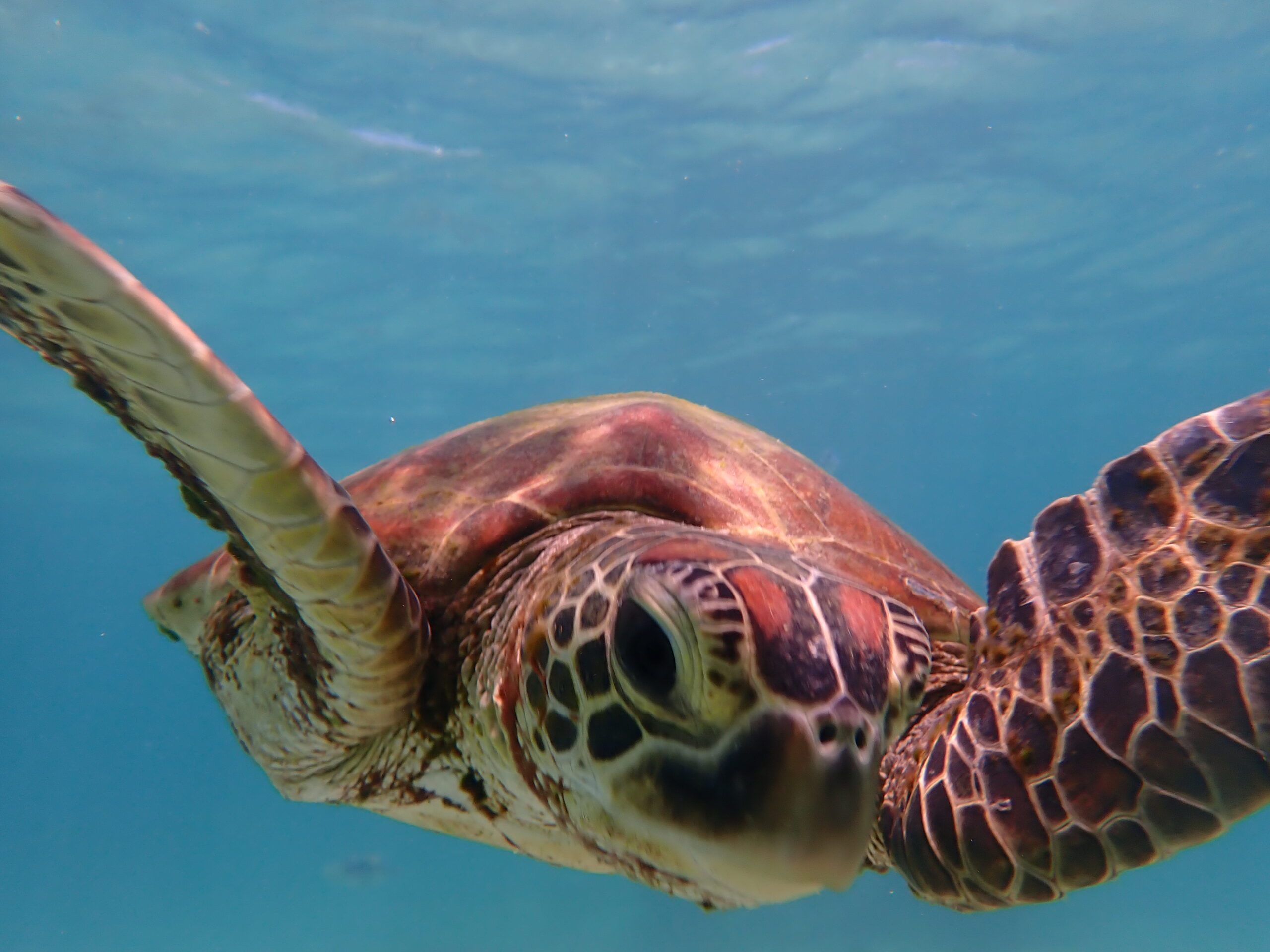 【自然体験ジョン万パーク 天然水族感】ウミガメ 自然体験シュノーケリング 沖縄旅行 家族旅行 初心者