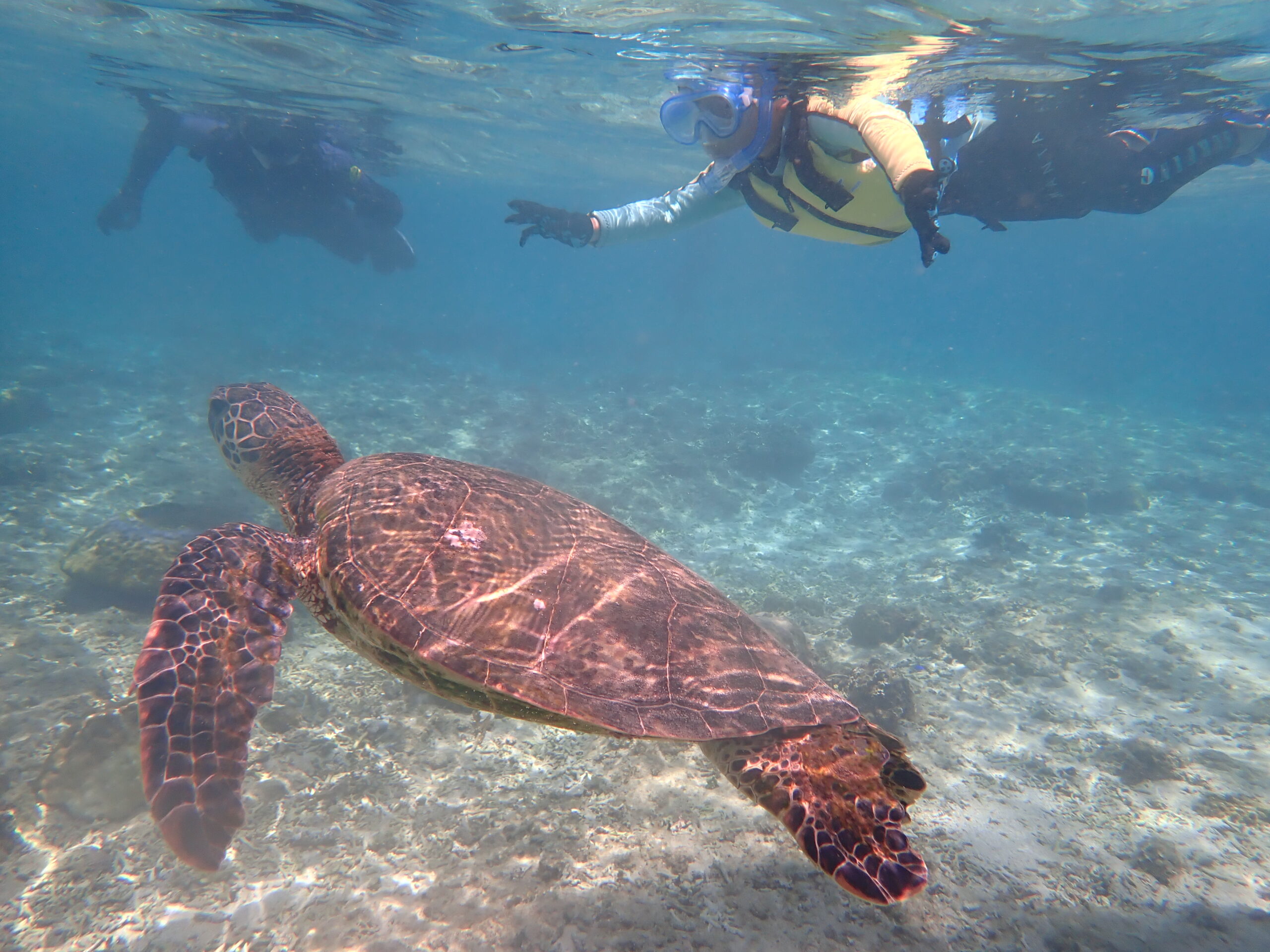 海の自然体験天然水族感