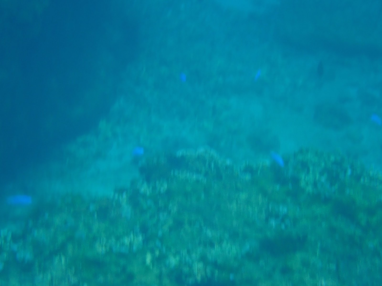 水中から見た魚の群れとサンゴ礁。光が水面から差し込んでいる