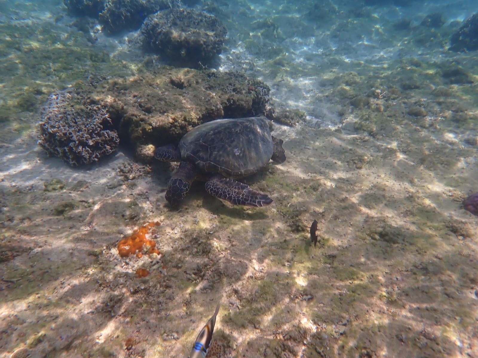 目の前を泳ぐウミガメ