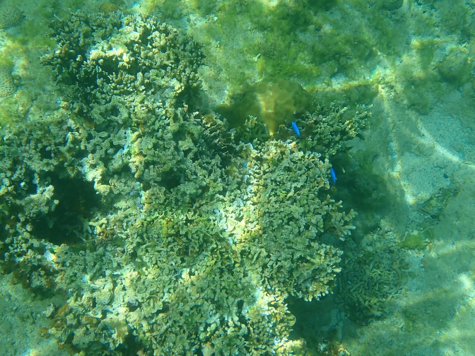お昼の透明な海と魚の群れ