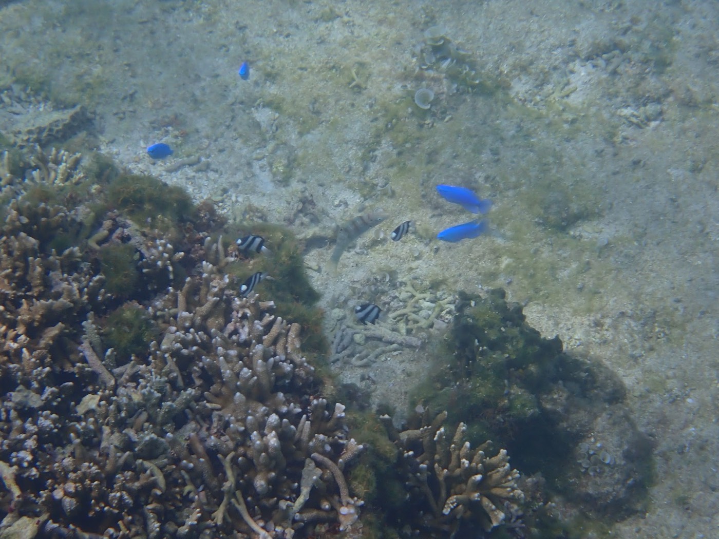 過去のツアーで撮影した海底のサンゴ礁とカラフルな魚たちのクローズアップ