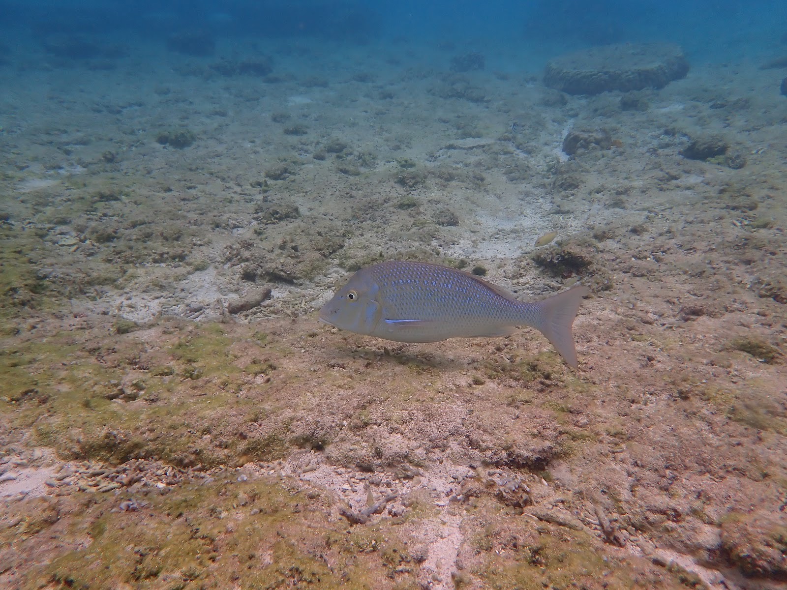 過去のツアーで撮影した海底を泳ぐ青い魚のクローズアップショット