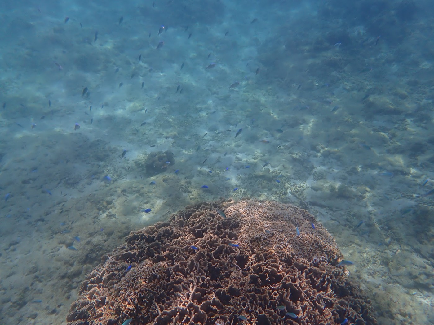 過去のツアーで撮影したサンゴとたくさんの青い小魚が泳ぐ水中風景