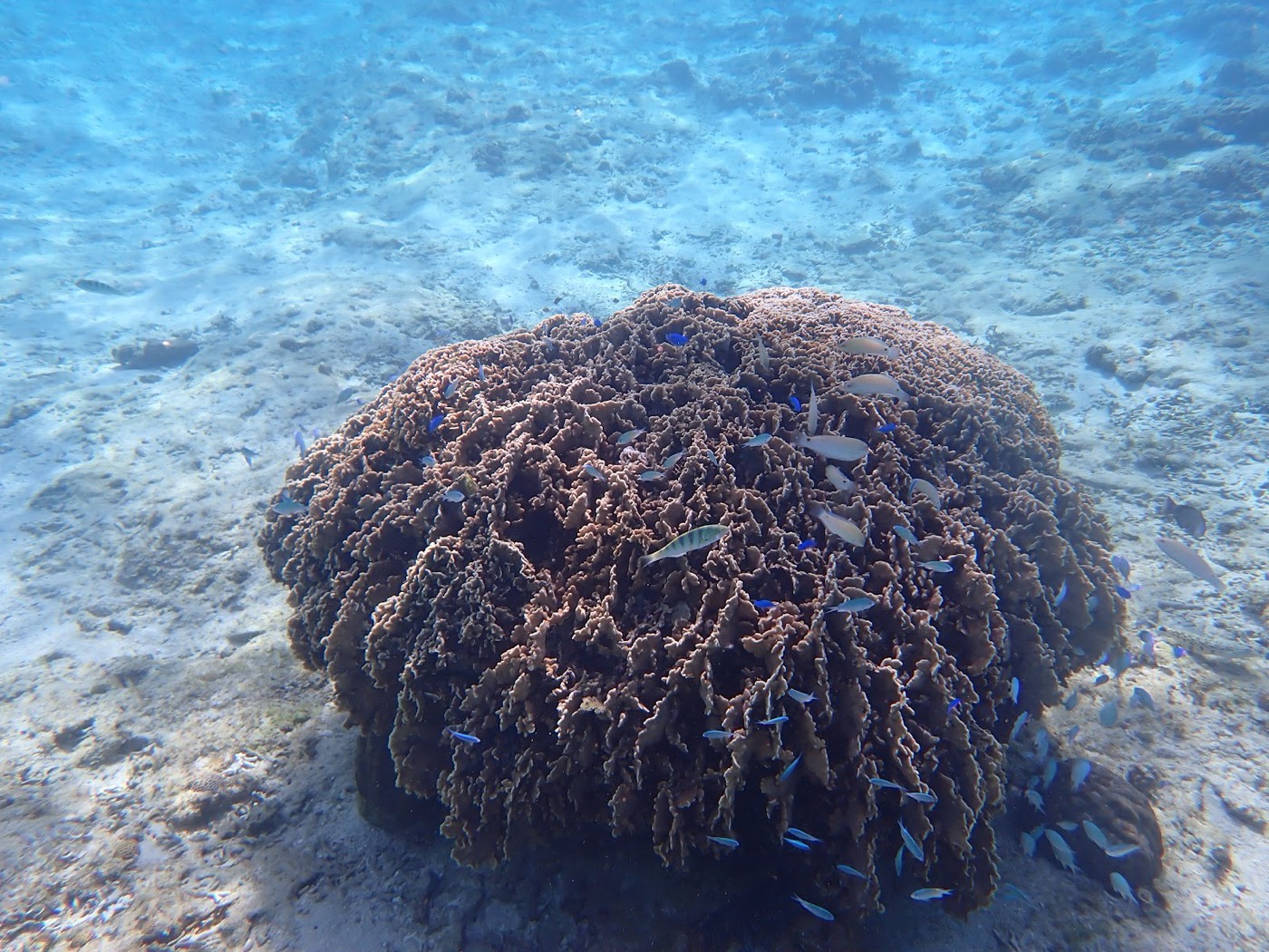 色鮮やかなサンゴの周りに小魚が群れる海中景色。参加者が近くで観察している