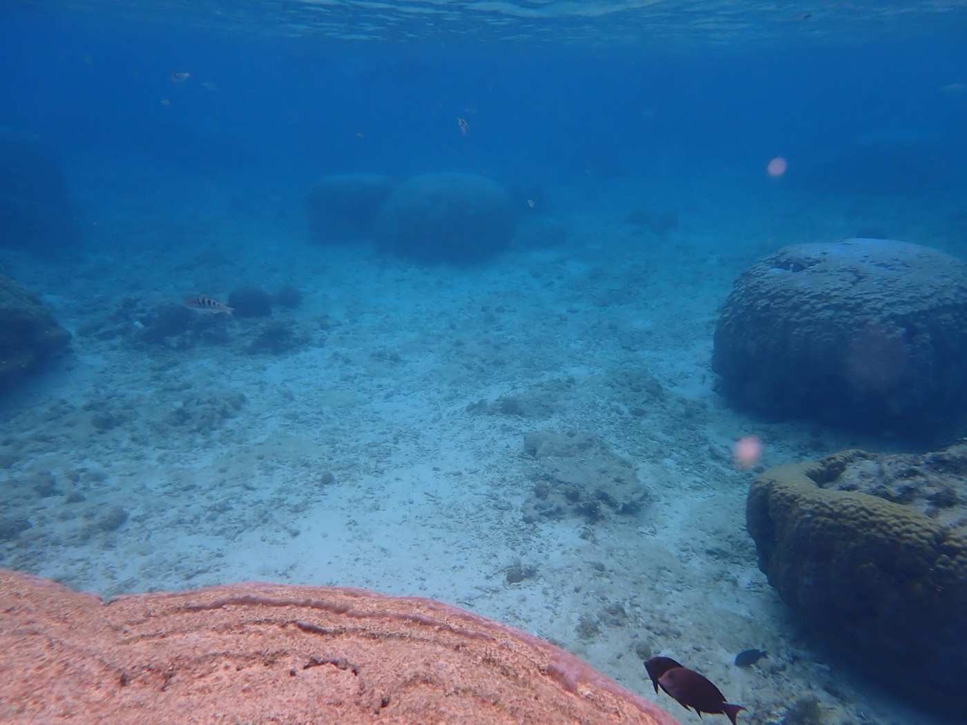 青い海中に丸みを帯びた岩状サンゴが点在し、天然水族感のある景観が広がる