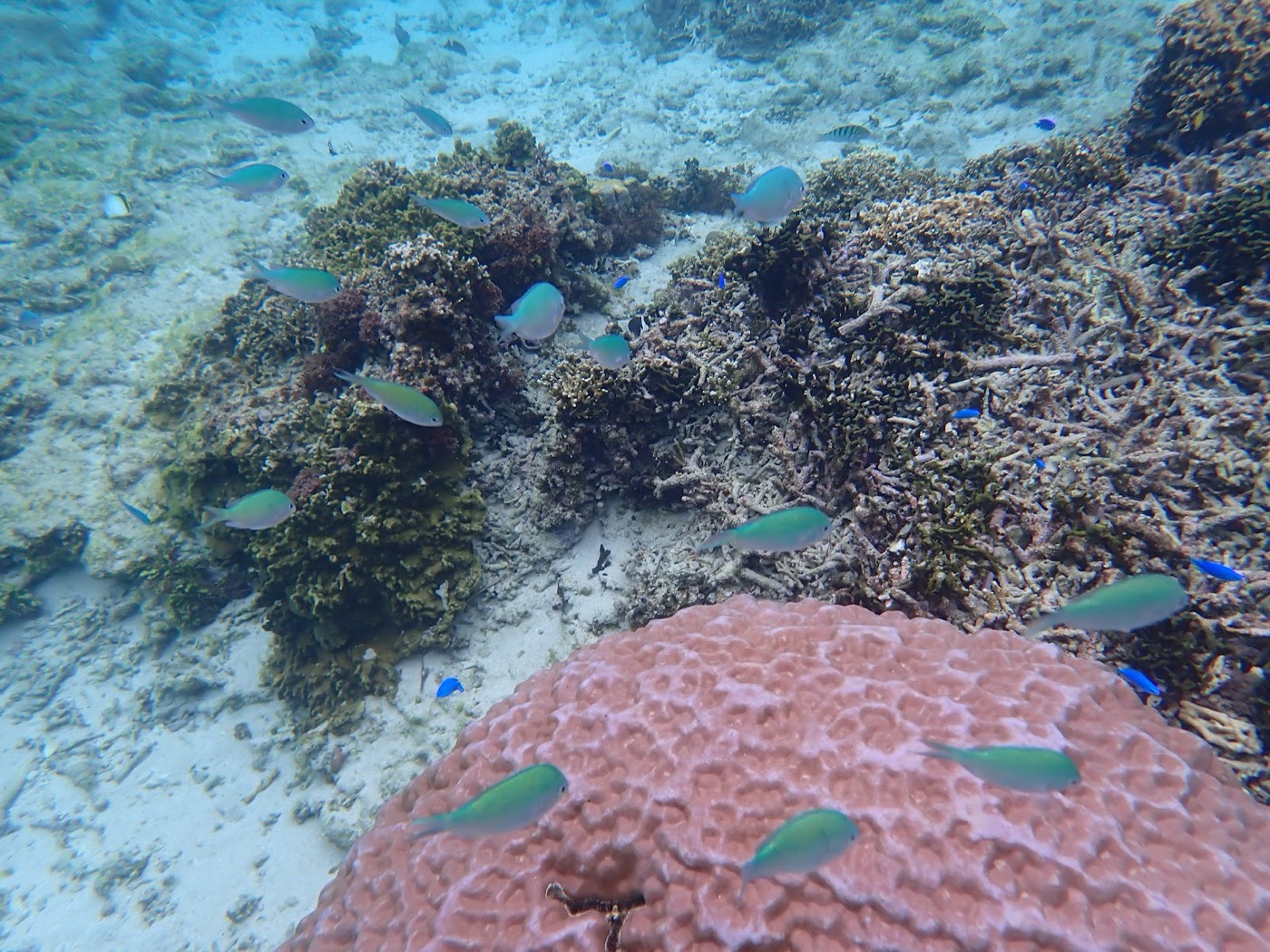 澄んだ青い海中でサンゴの群れの上を小さな魚が群れて泳いでいる