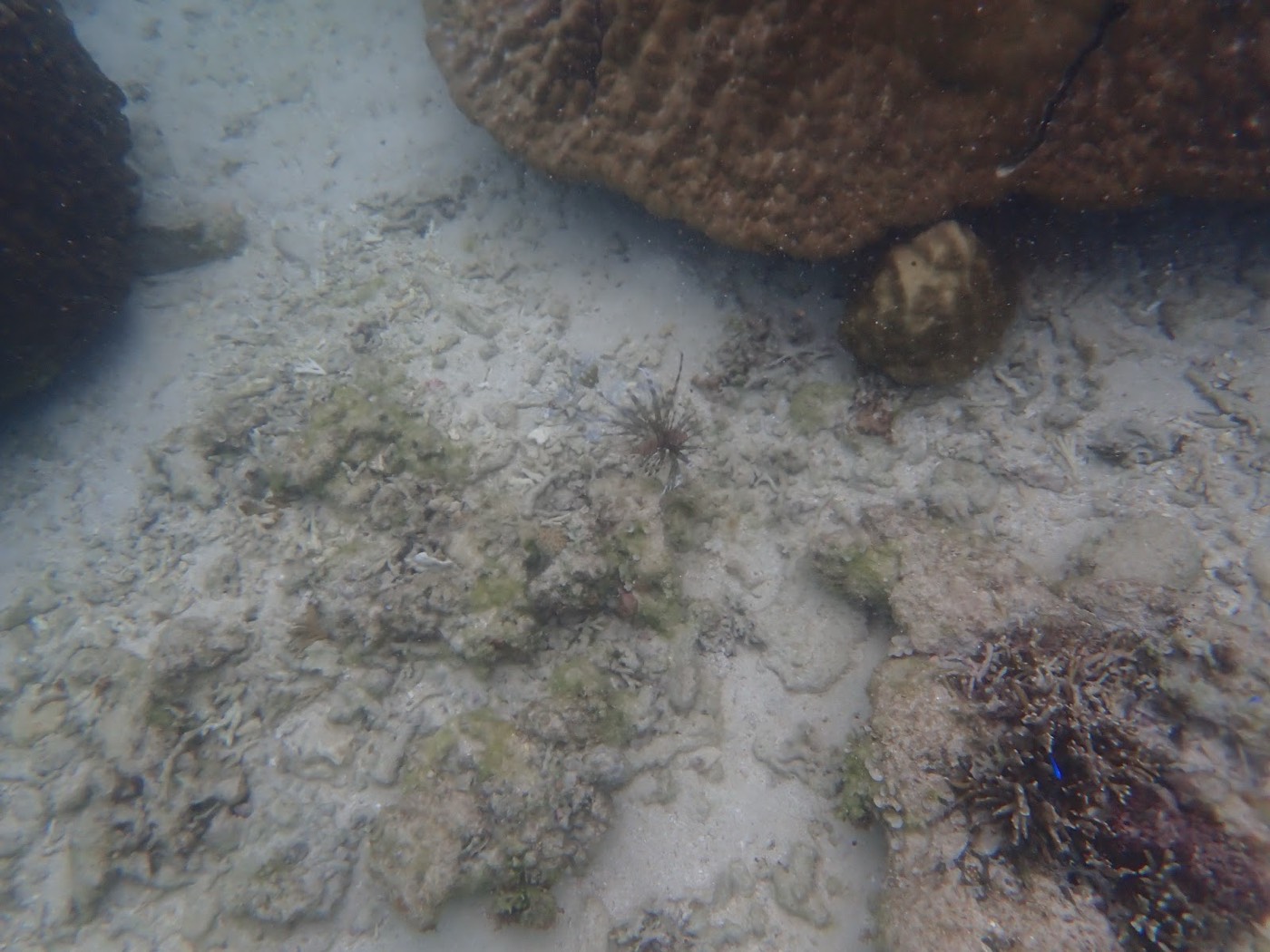 青緑色の小さな魚が数匹、砂地とリーフの境目付近を群れて泳ぐ様子
