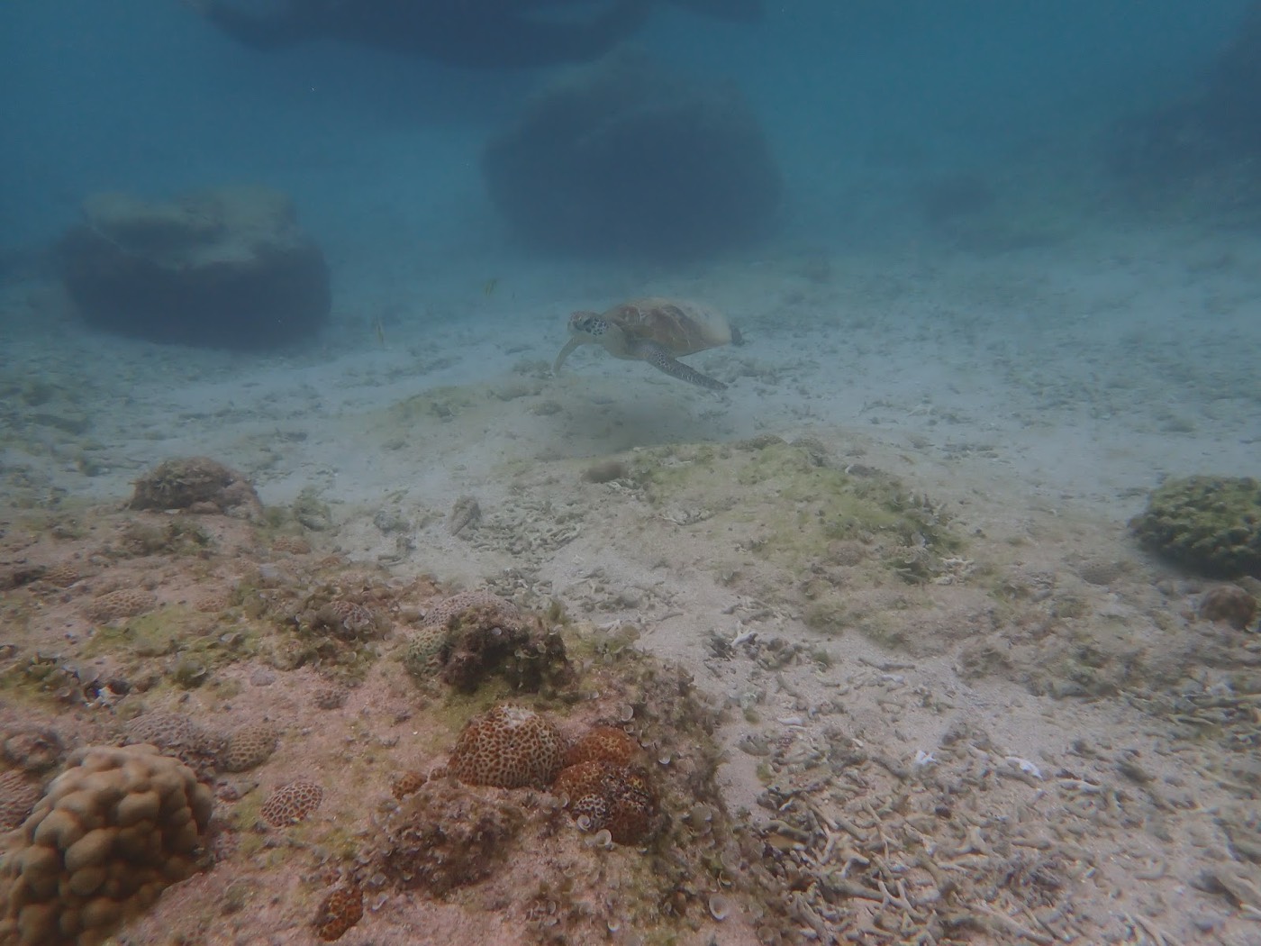 海底付近を正面寄りの姿勢でゆっくり泳ぐウミガメの姿