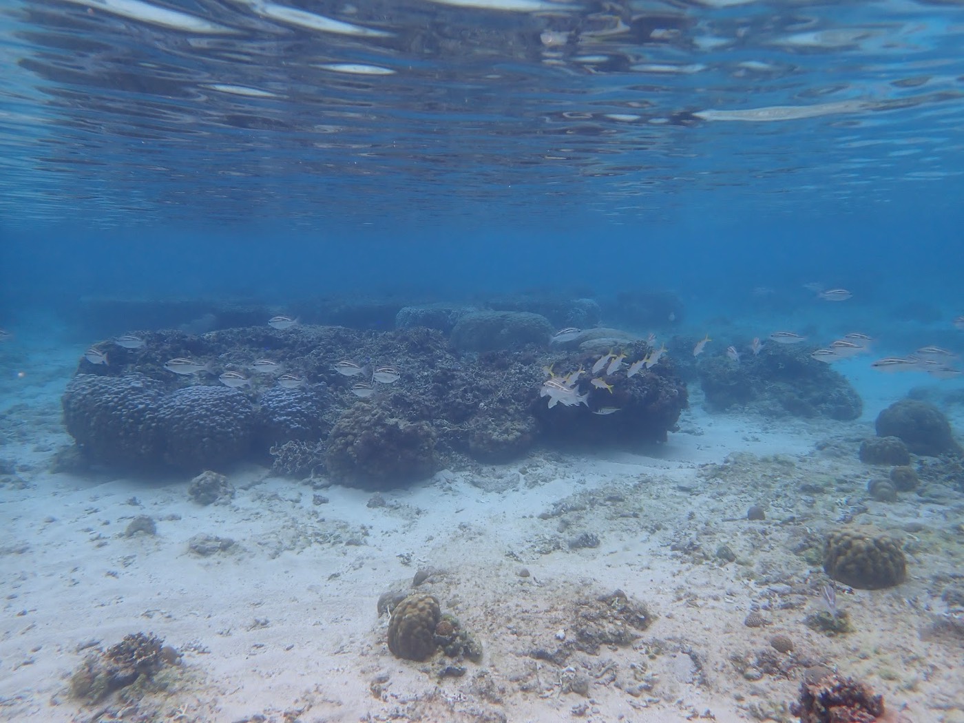 穏やかな水底に広がるサンゴの群生と小魚たちが泳ぐ水中景観