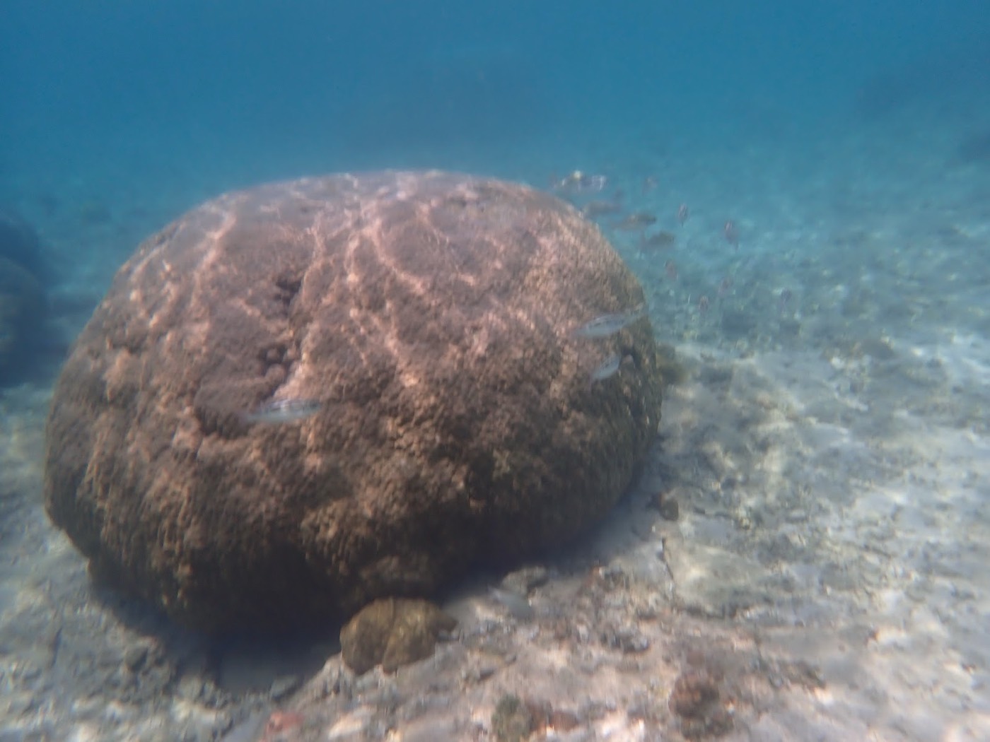 海底に横たわる大きなサンゴの周りを小魚が泳いでいる