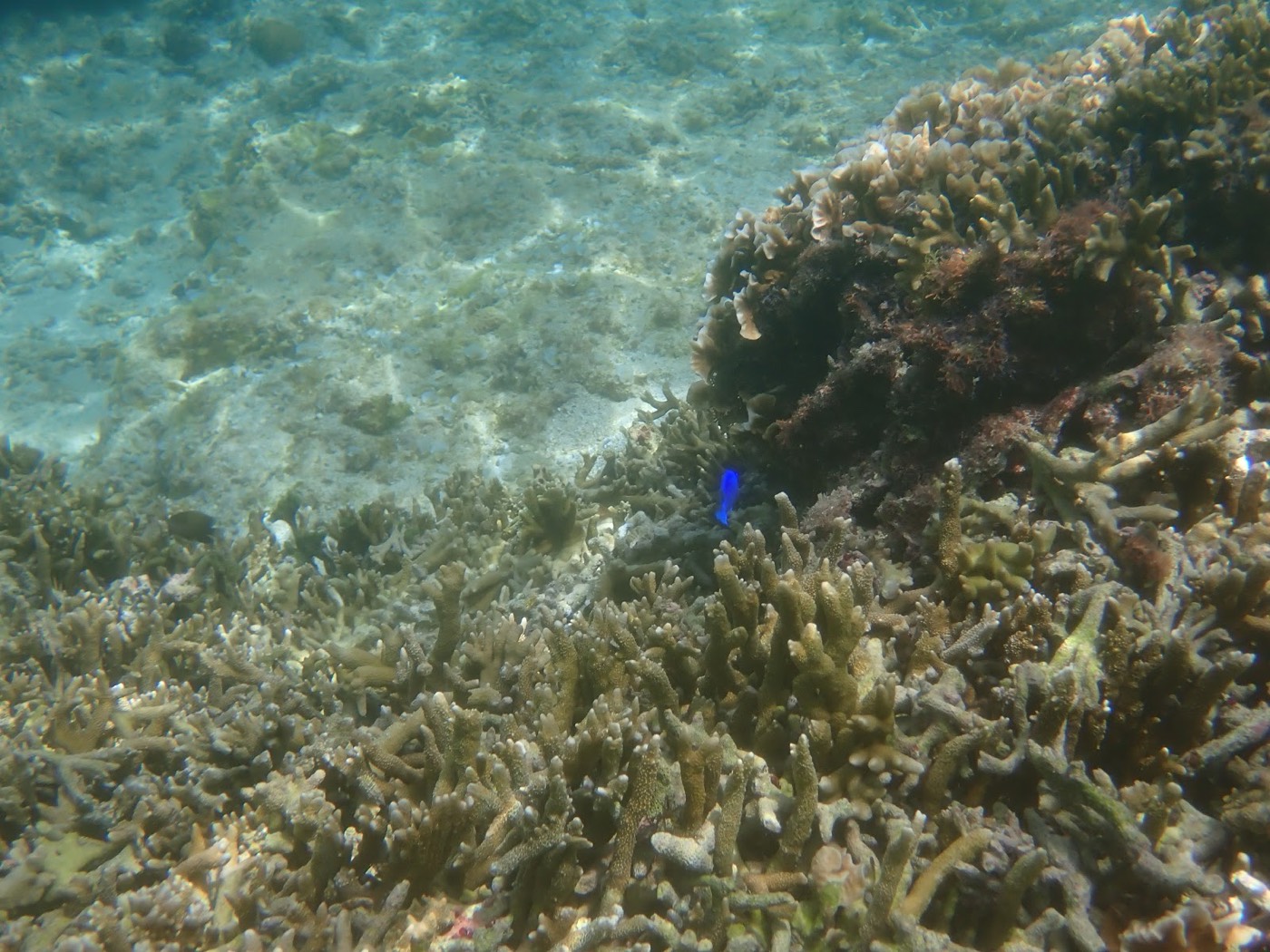 明るい水中でサンゴ礁の隙間を泳ぐ青い小さな魚