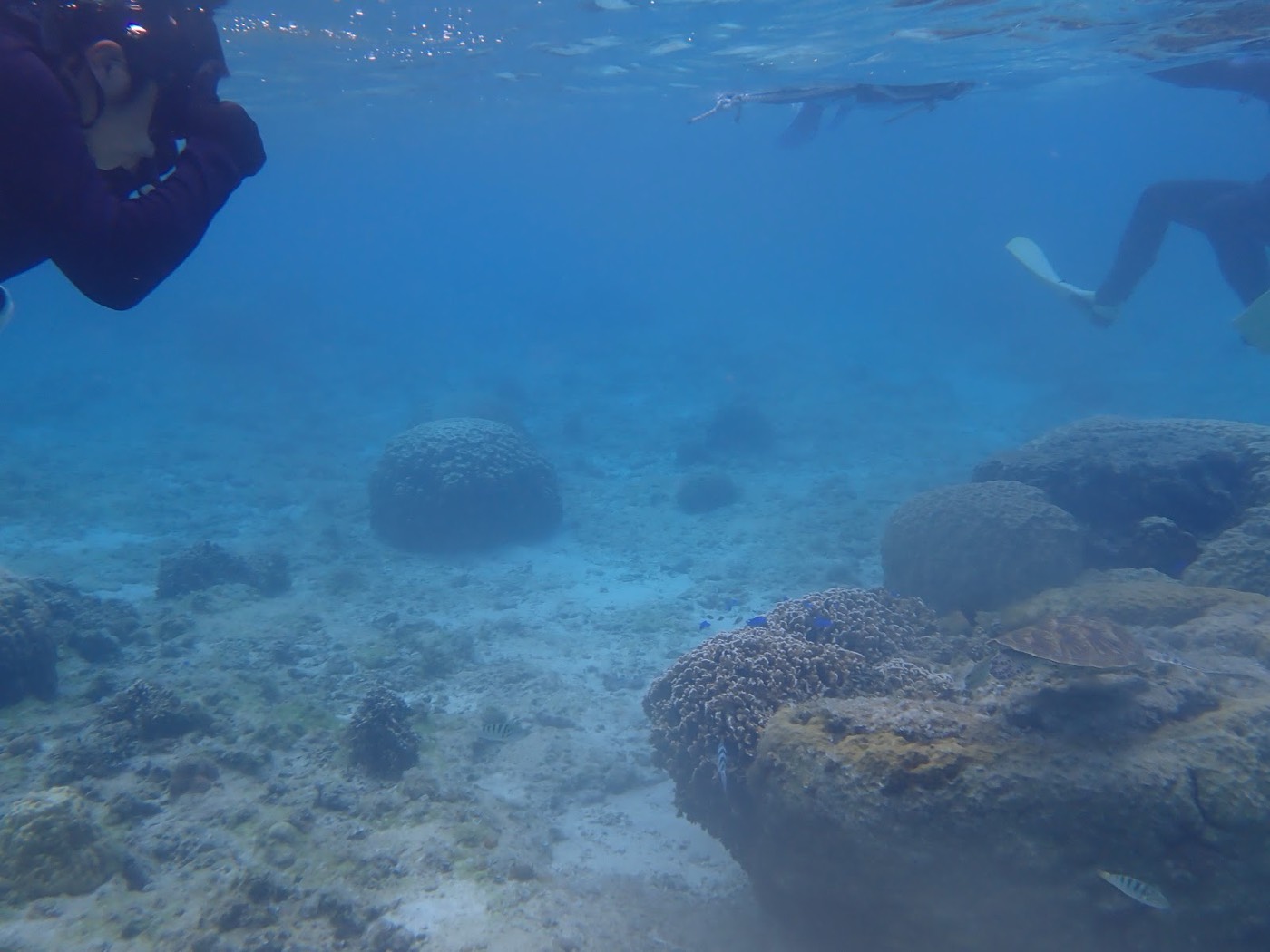 自然体験シュノーケルで紹介する沖縄の海の様子