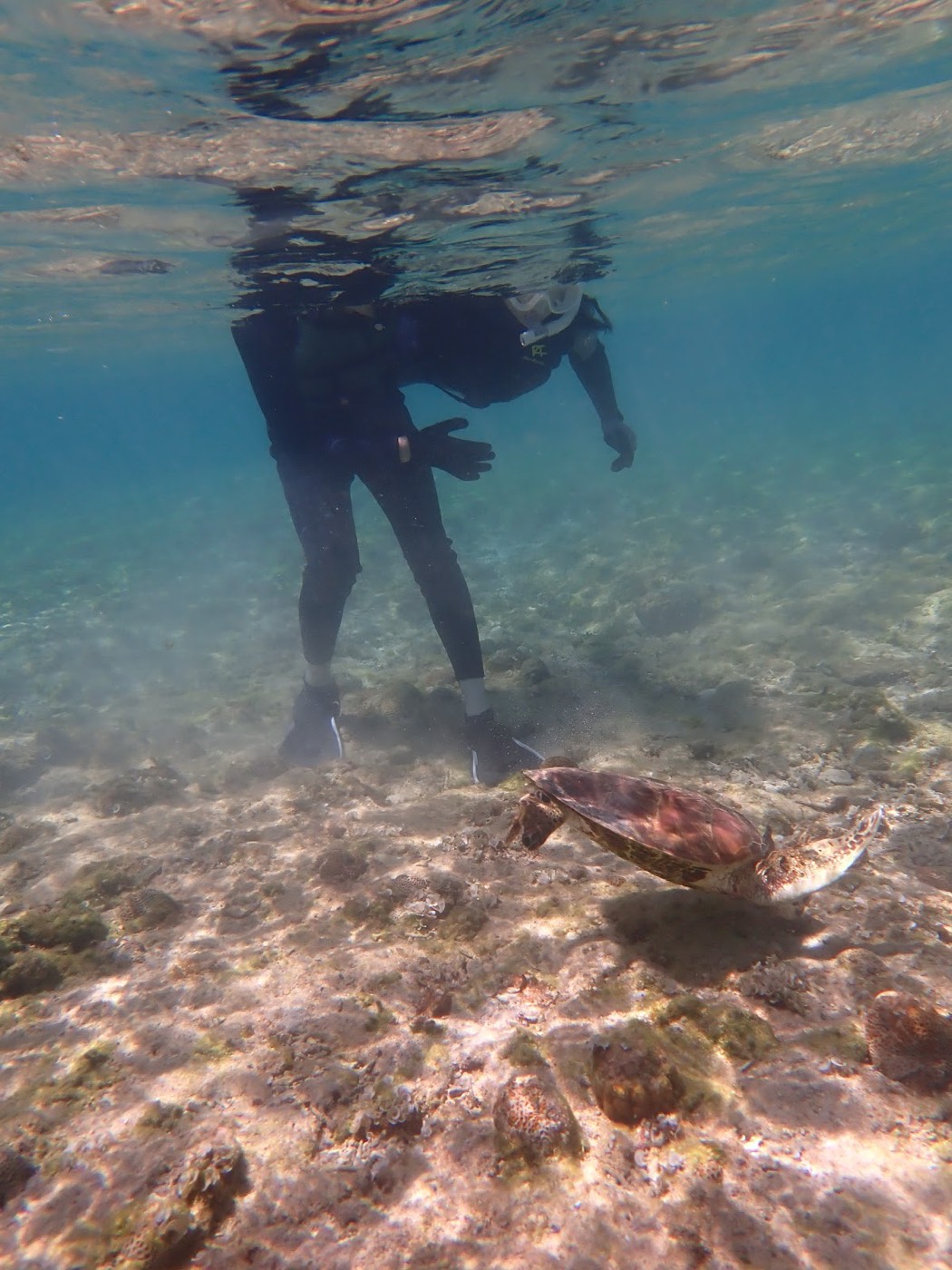 透明度の高い海中を泳ぐウミガメと、その様子を観察する担当の池田と参加者