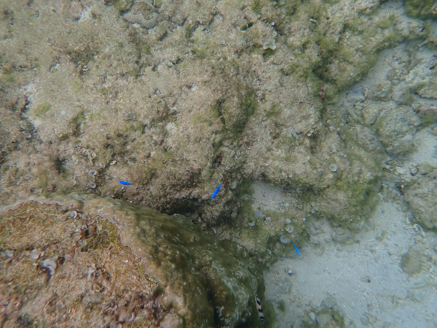 リーフ際の水中から差し込む光と、フロートにつかまる参加者の様子