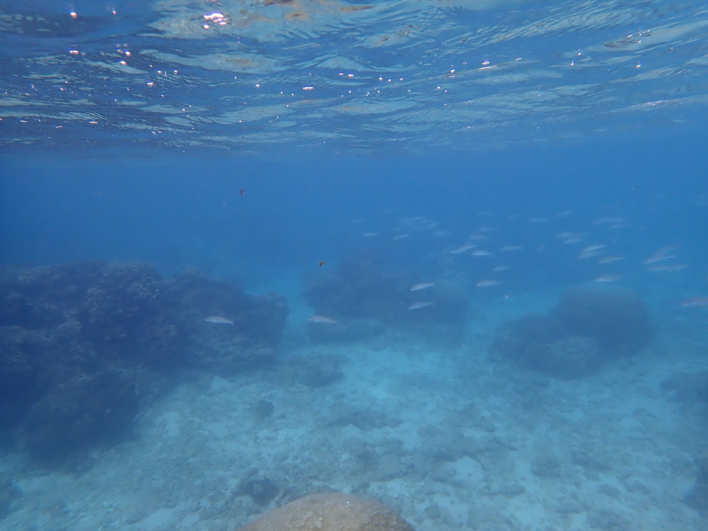 水面近くを泳ぐ小さな魚の群れが、透明度の高い海中の岩場の上に広がる