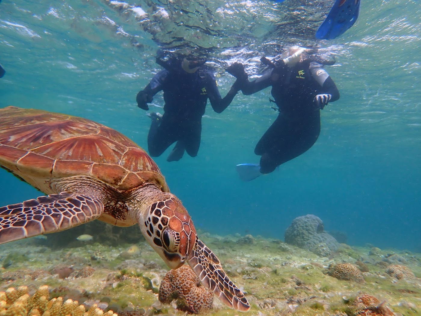 海中でウミガメを観察する参加者