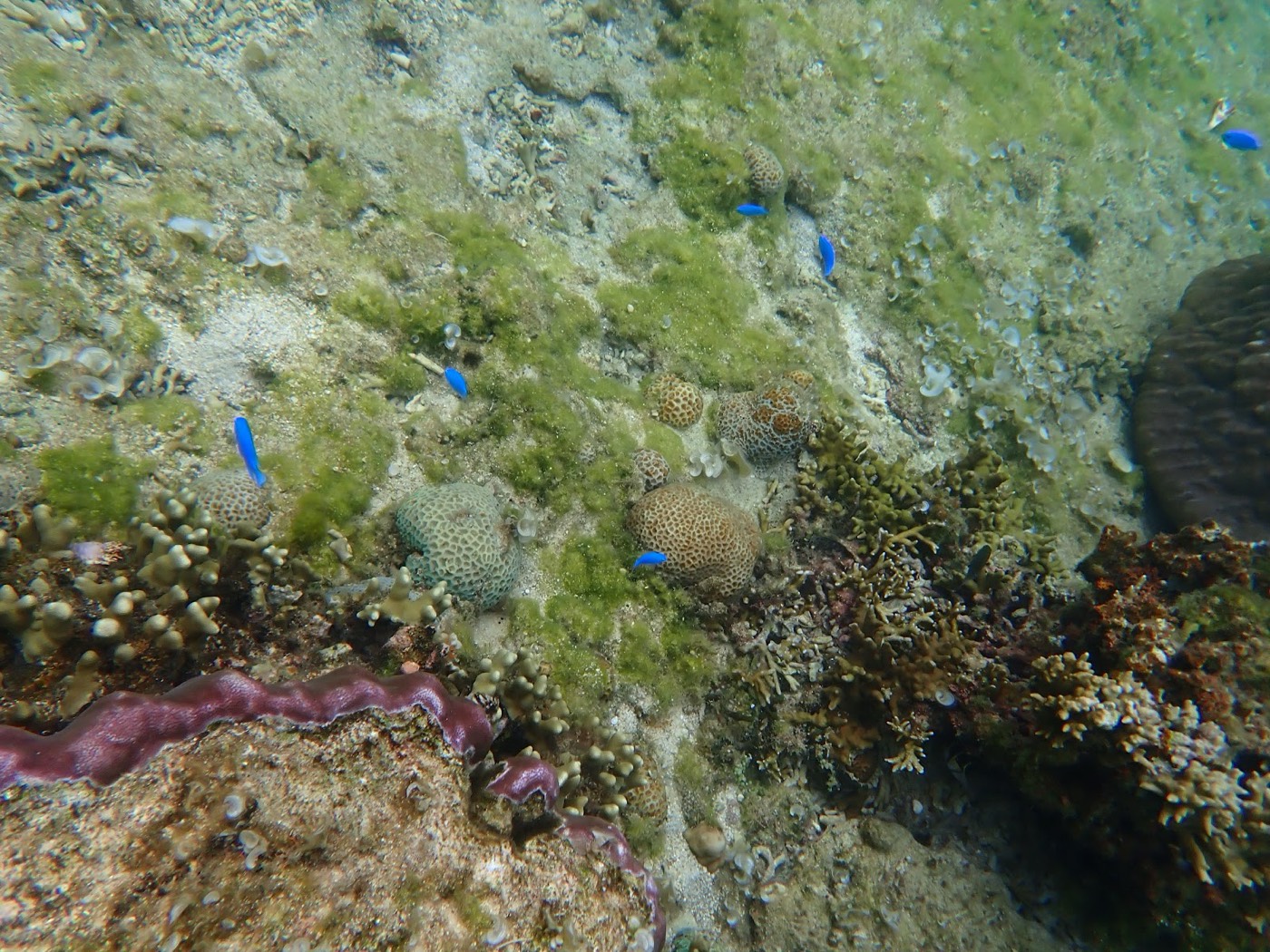 青い魚が泳ぐカラフルなサンゴと海藻