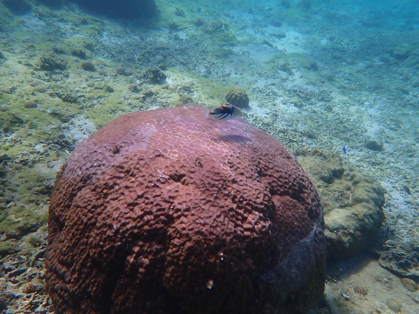 海底に横たわる大きな赤いサンゴの塊と、その周りを泳ぐ小さな魚たち