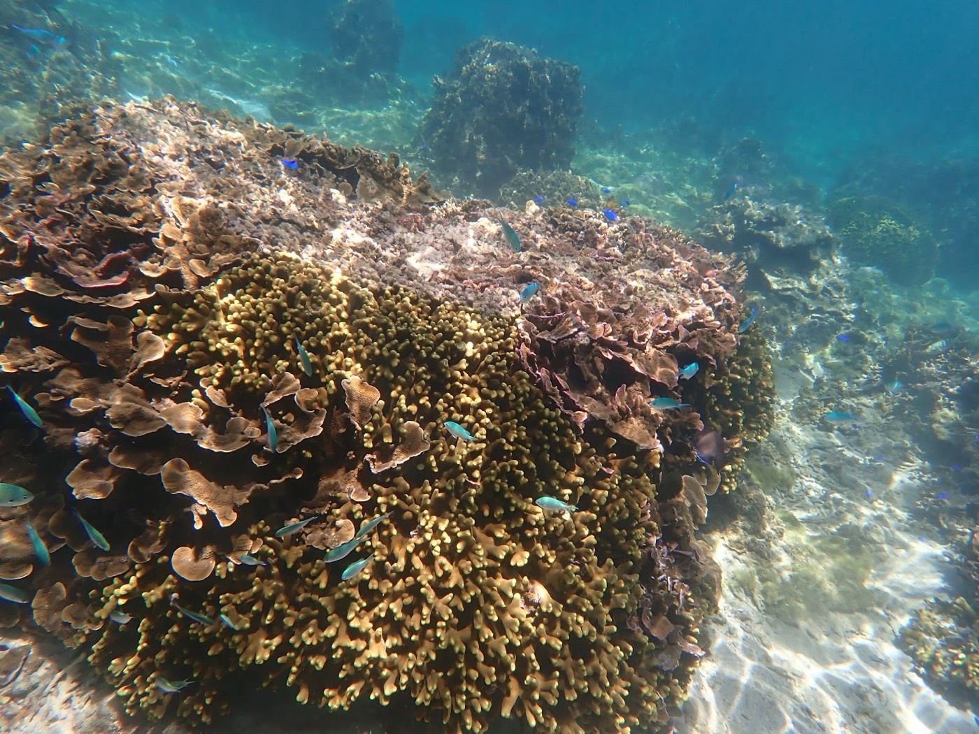 多様な色のサンゴ礁の周りを、群れをなして泳ぐ魚たち